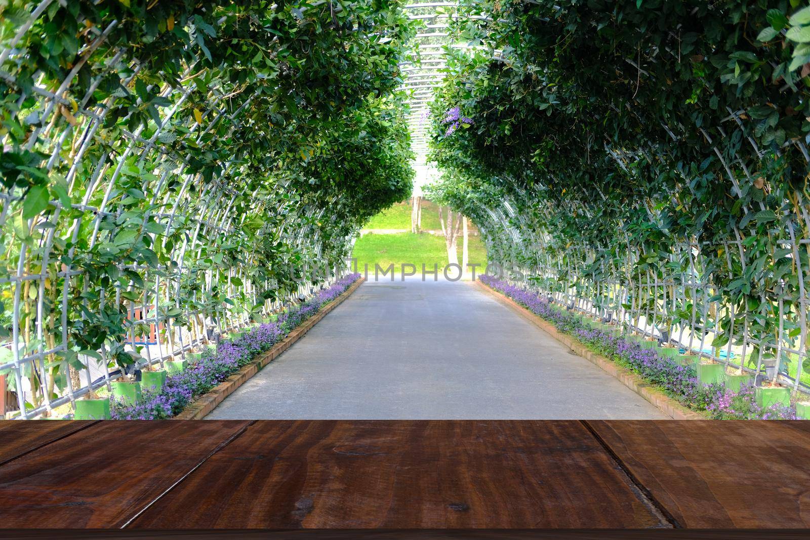 purple wreath Sandpaper Vine flower plant tree on pergola arbour
