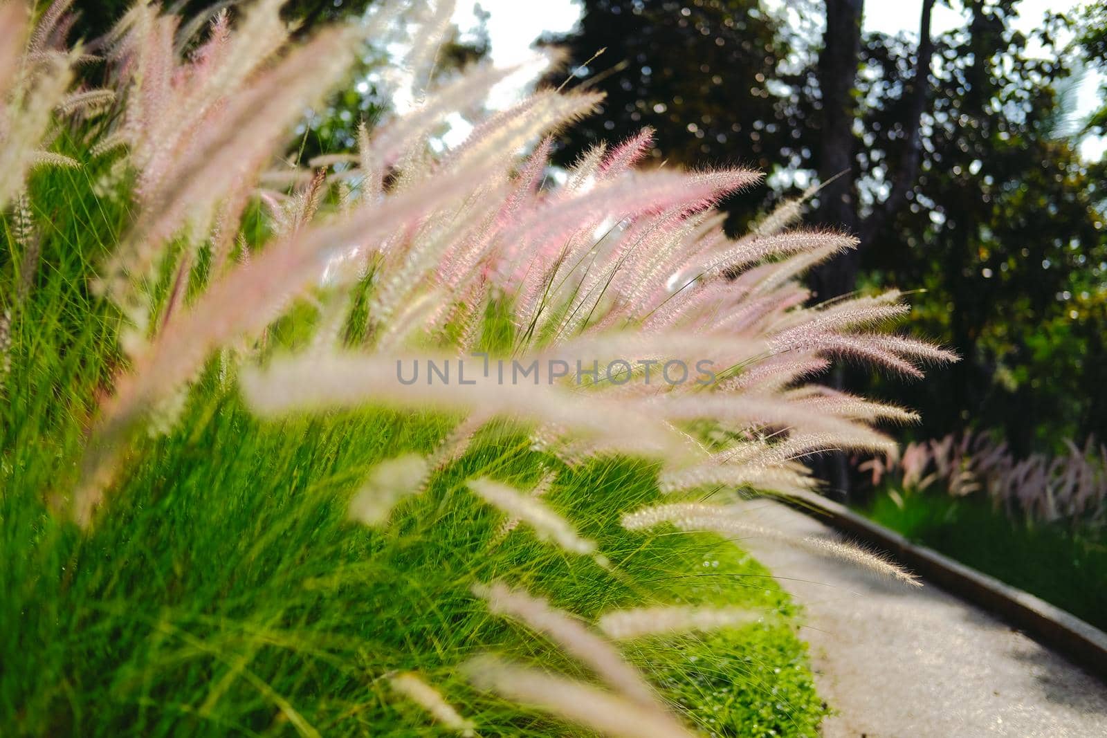 grass flower field on hill