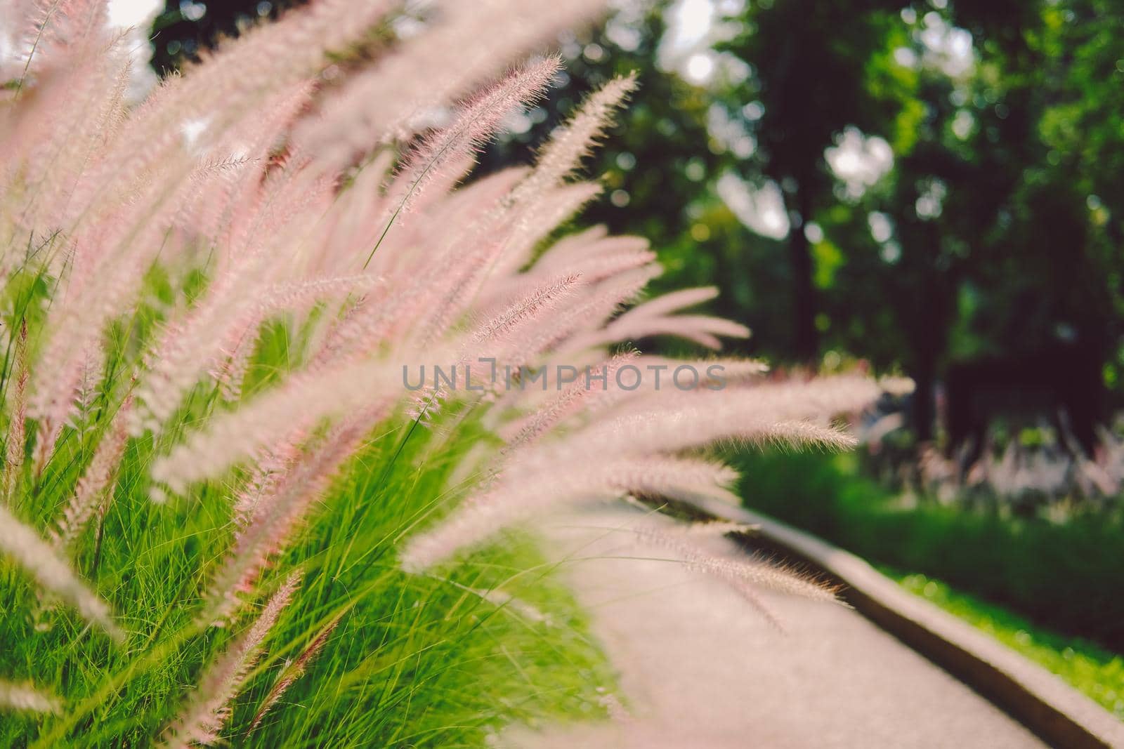 grass flower field on hill