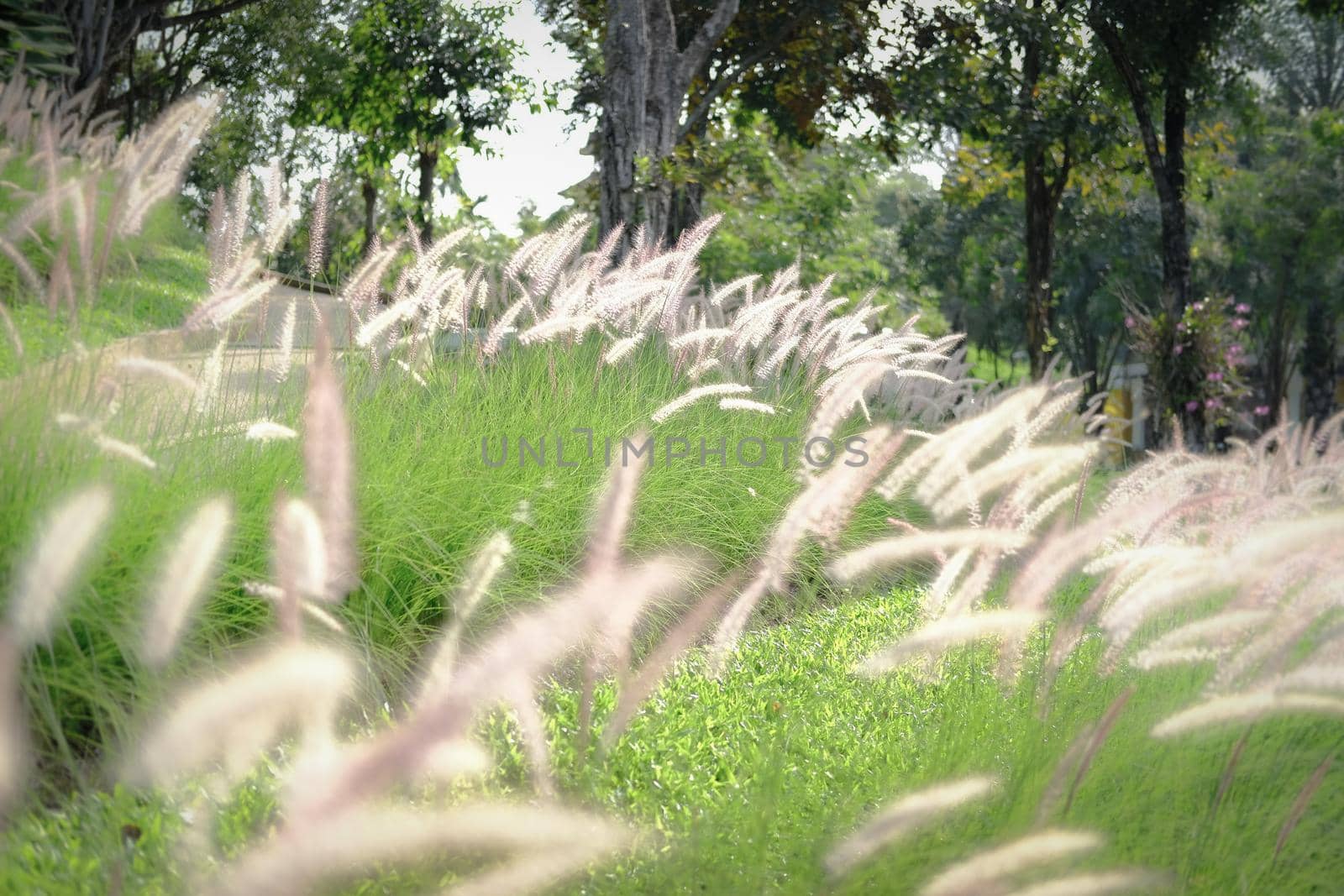 grass flower field on hill