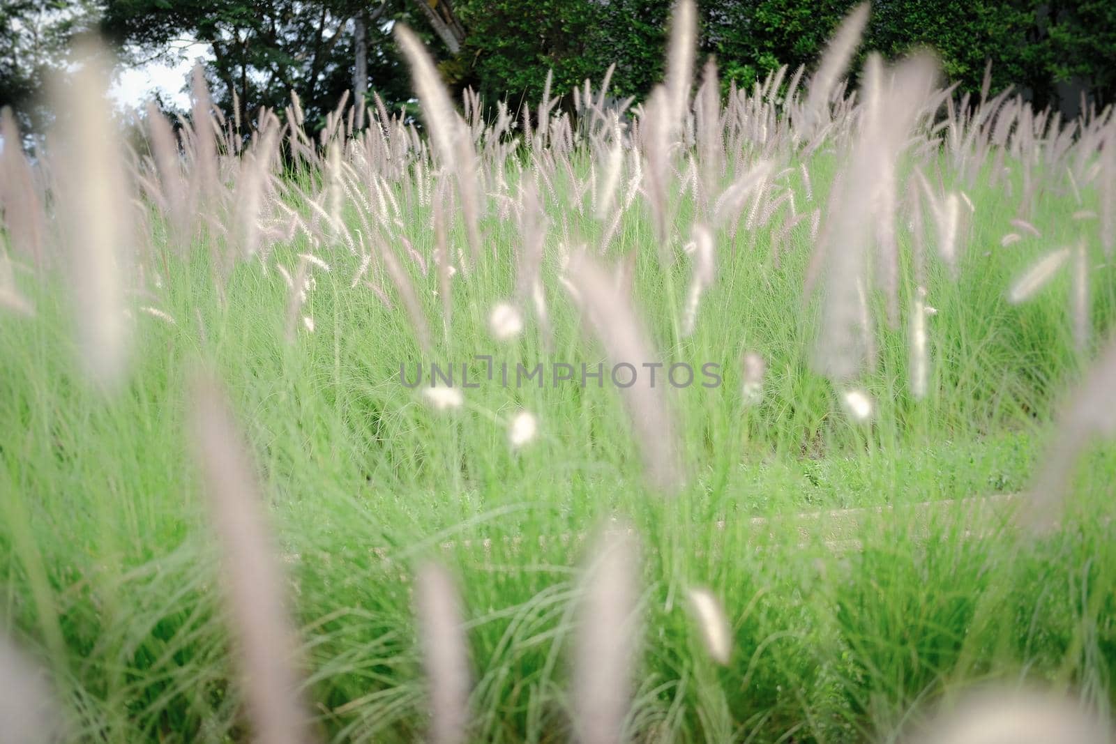 grass flower field on hill