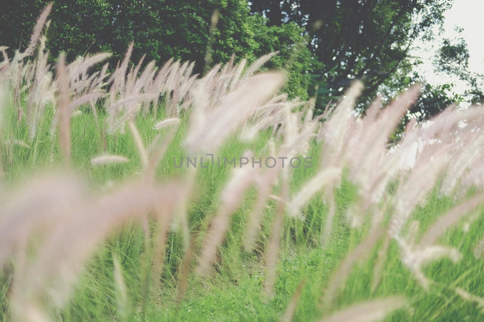 grass flower field on hill