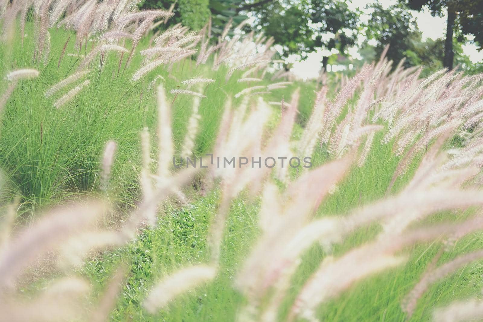 grass flower field on hill