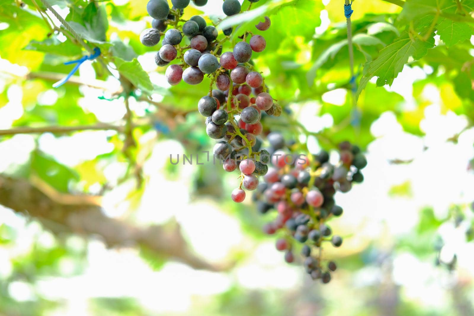 growing grape fruit plant tree in vineyard farm