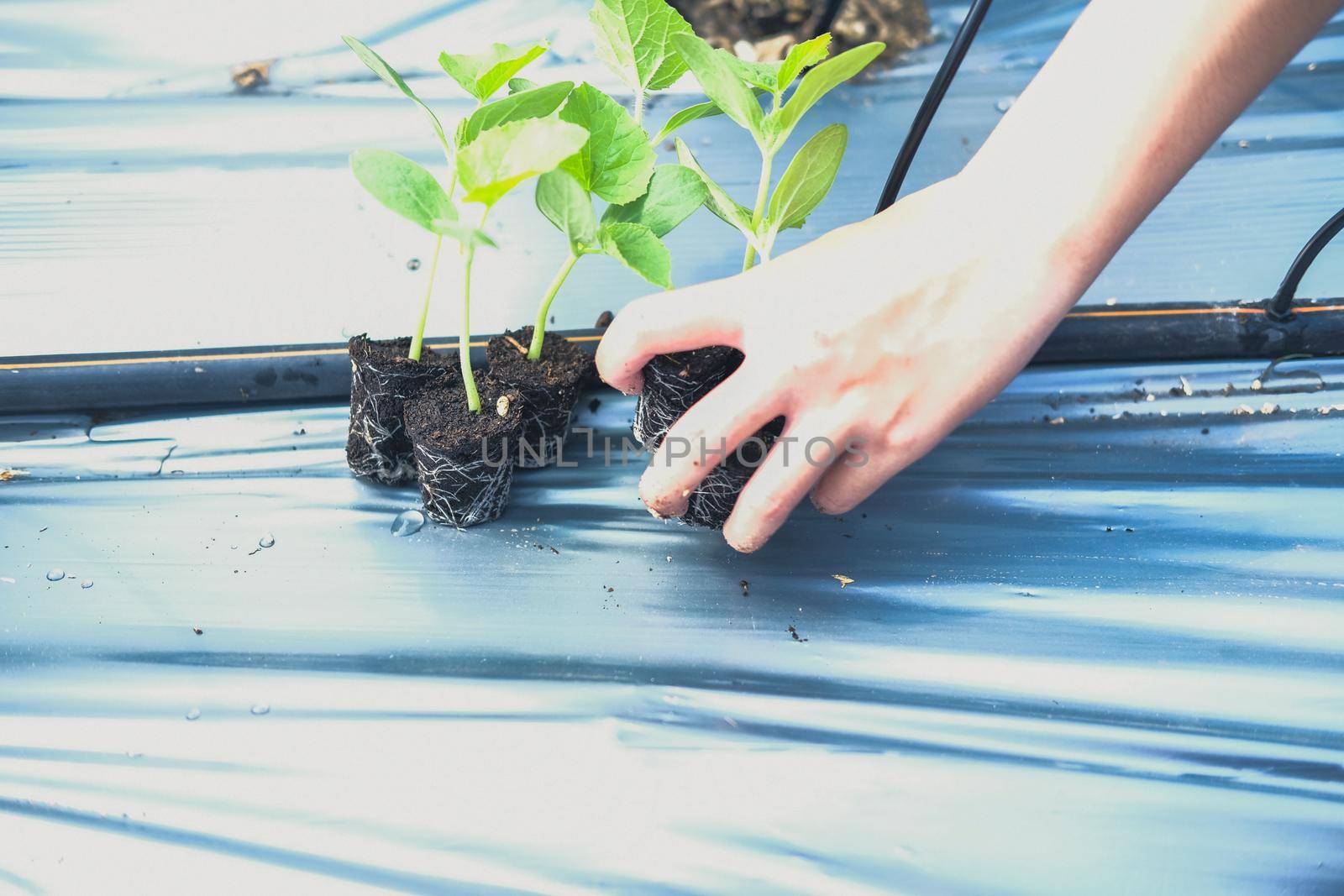 hand growing planting melon plant seedling sprout