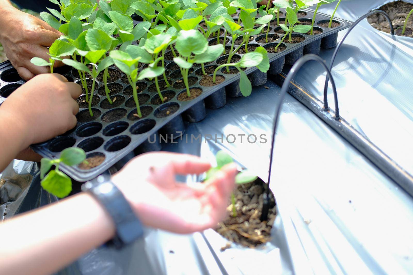 hand growing planting melon plant seedling sprout
