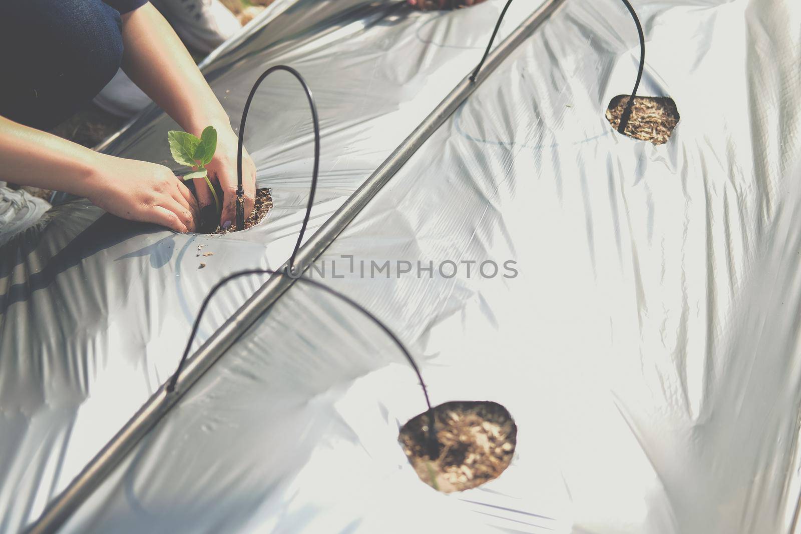 hand growing planting melon plant seedling sprout