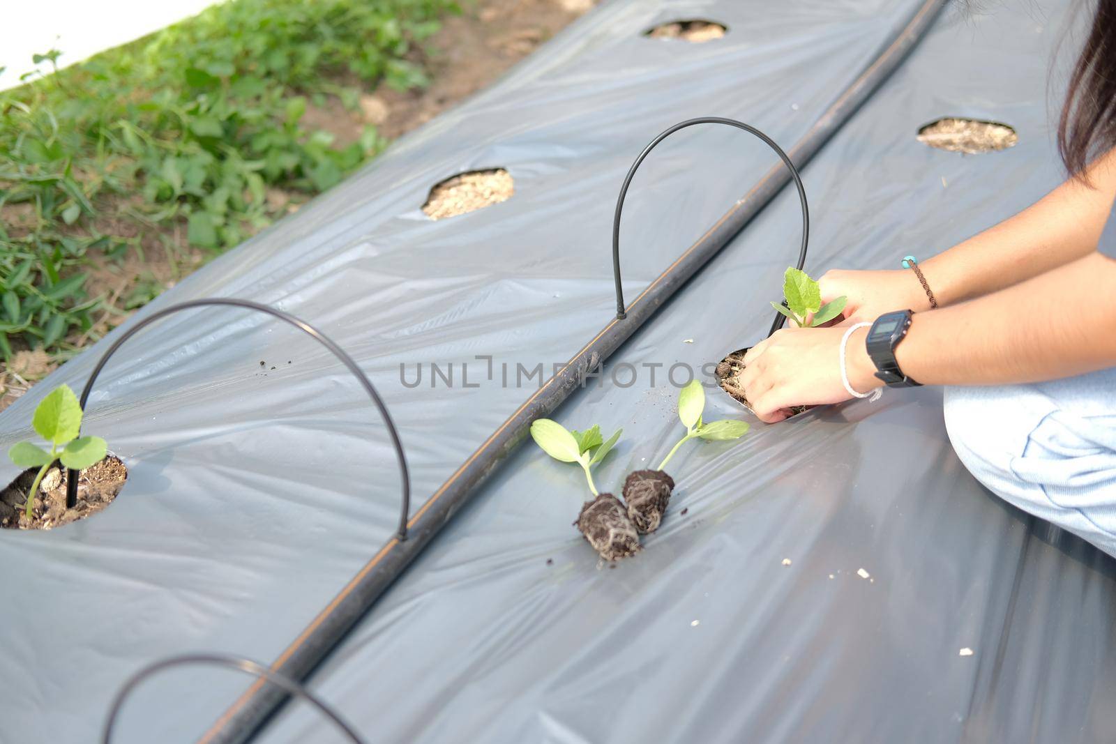 hand growing planting melon plant seedling sprout