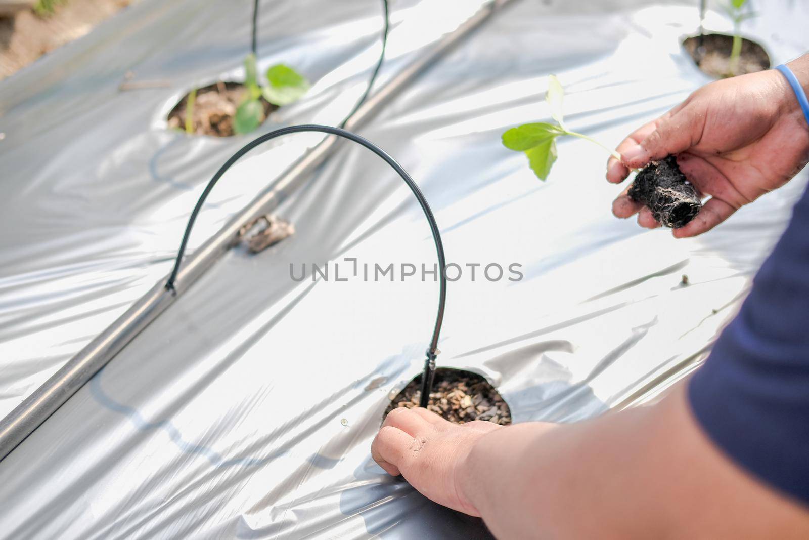 hand growing planting melon plant seedling sprout
