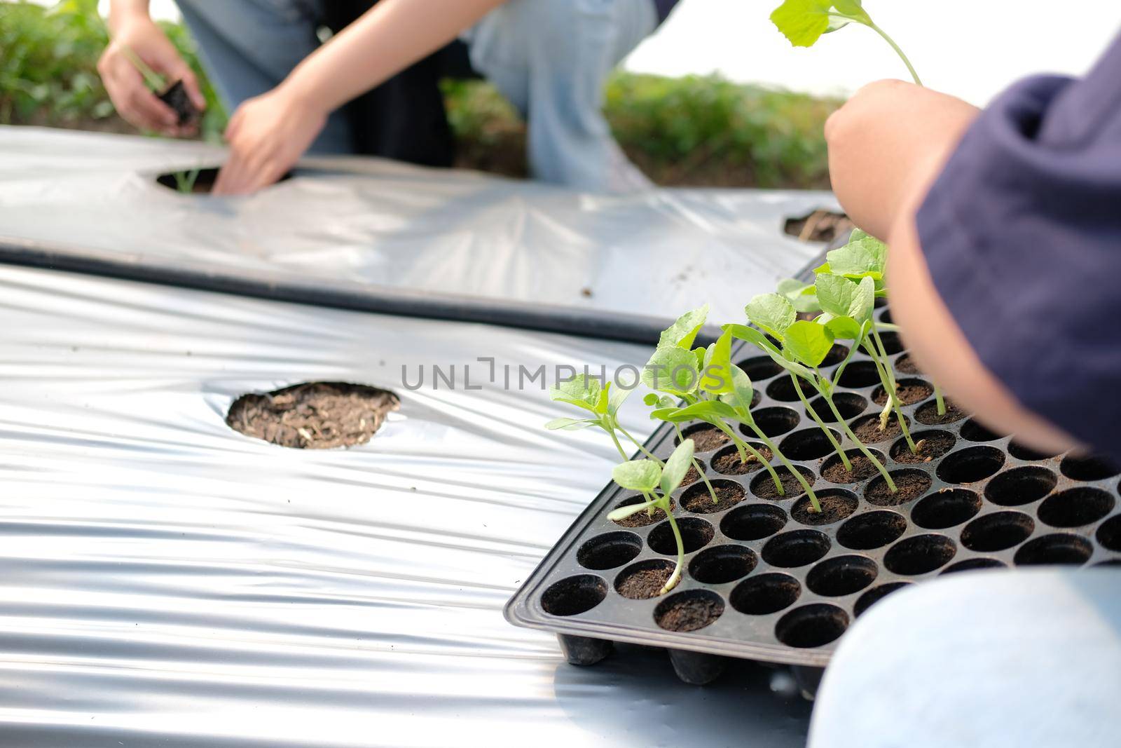 hand growing planting melon plant seedling sprout