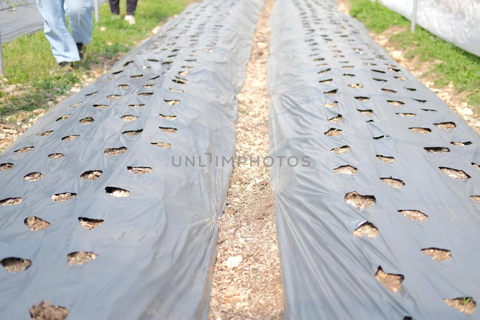 plastic mulch used to suppress weeds with hole for growing plant on vegetable bed