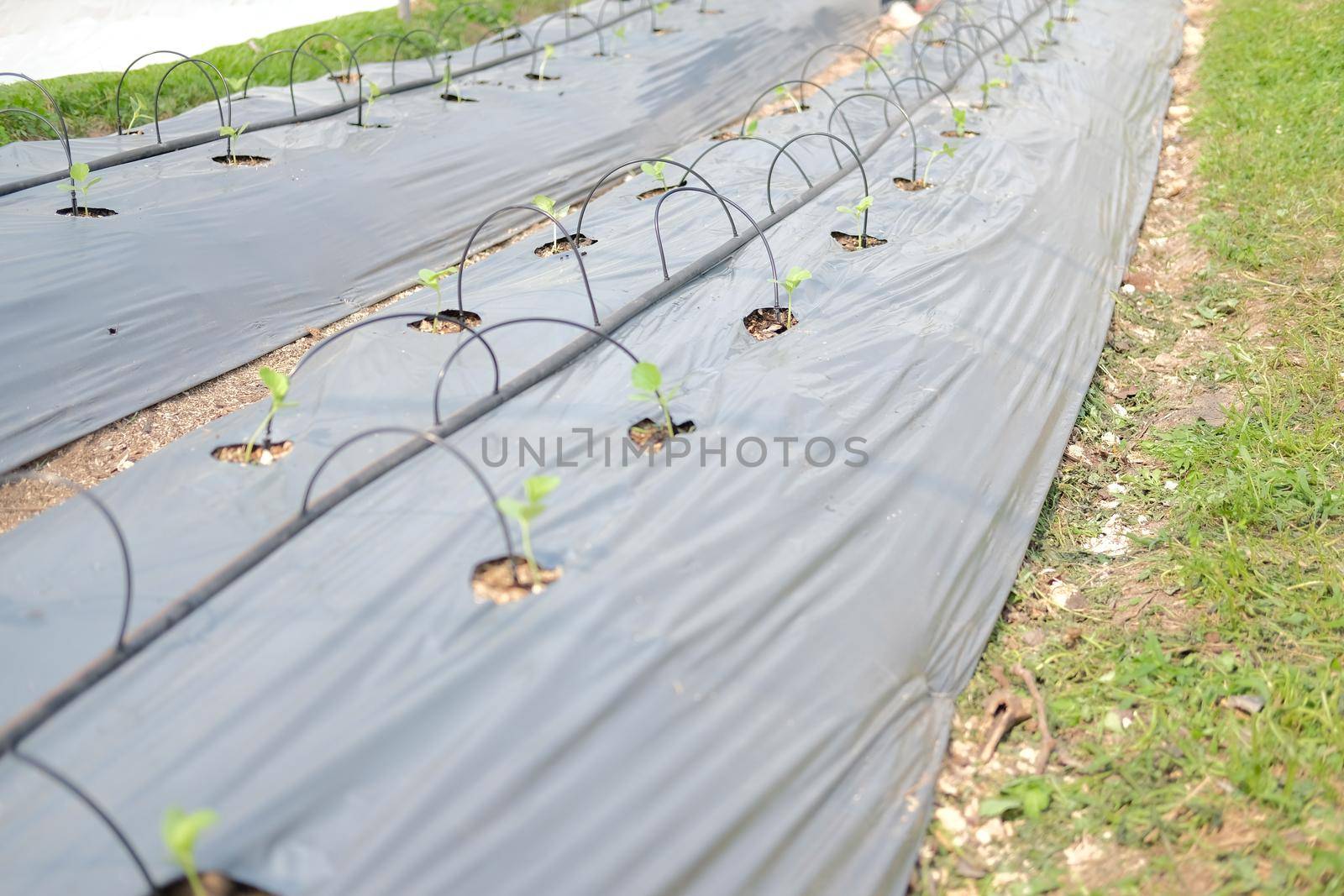 drip water irrigation system for growing melon plant