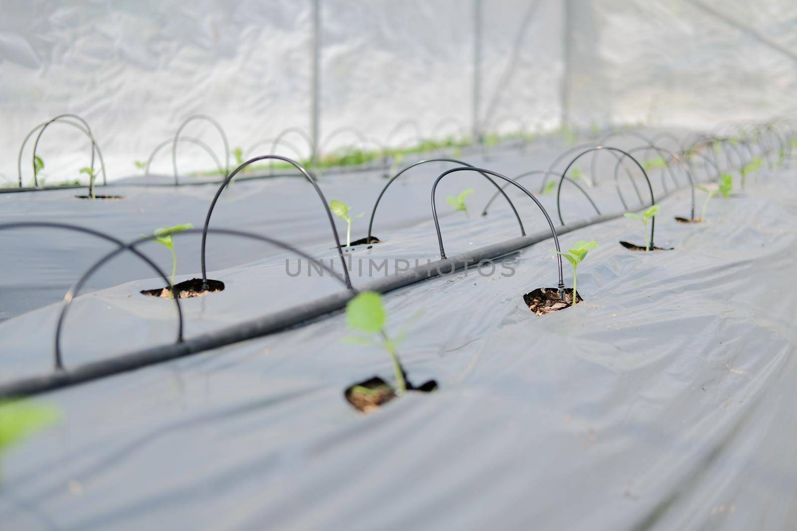 drip water irrigation system for growing melon plant