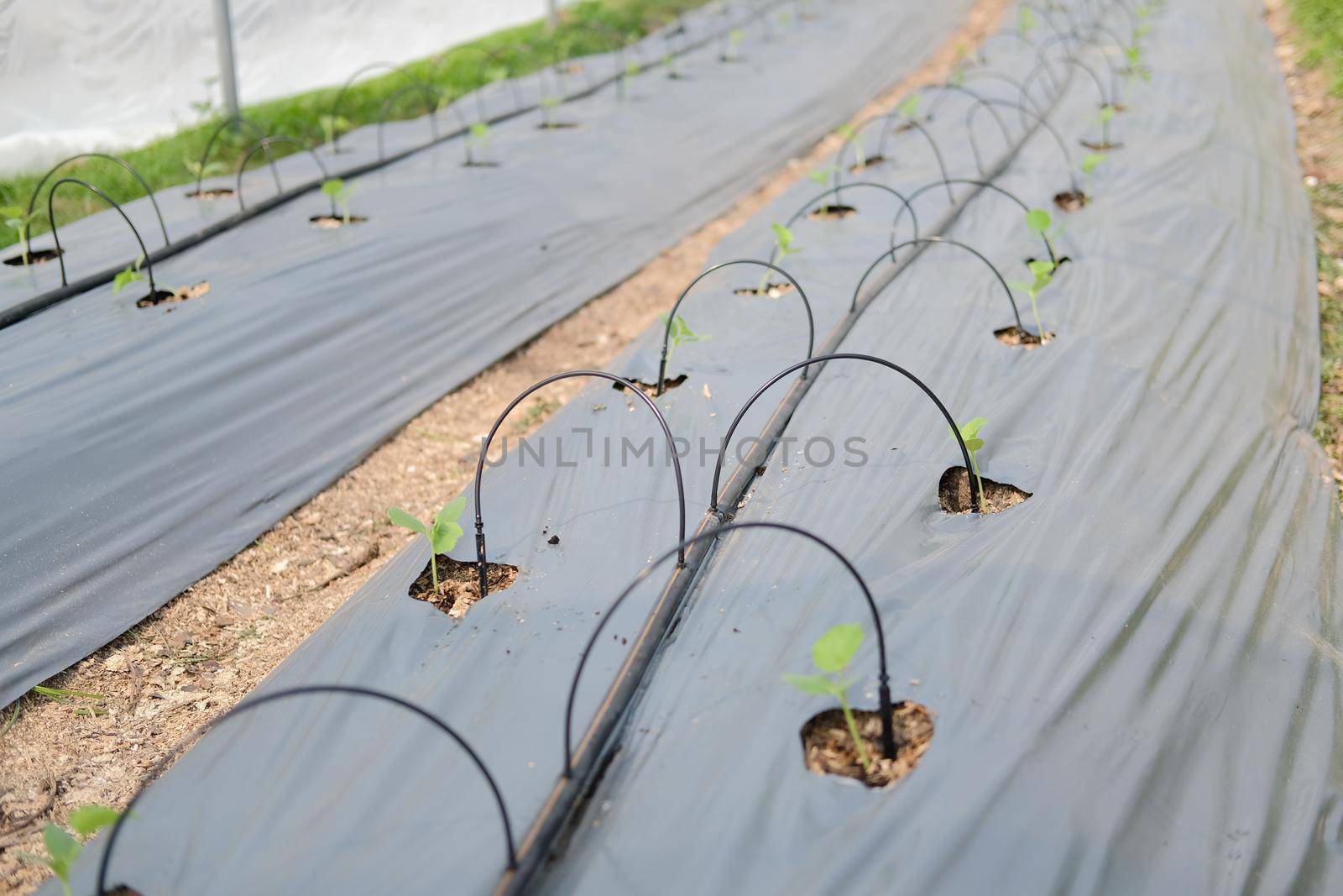 drip water irrigation system for growing melon plant