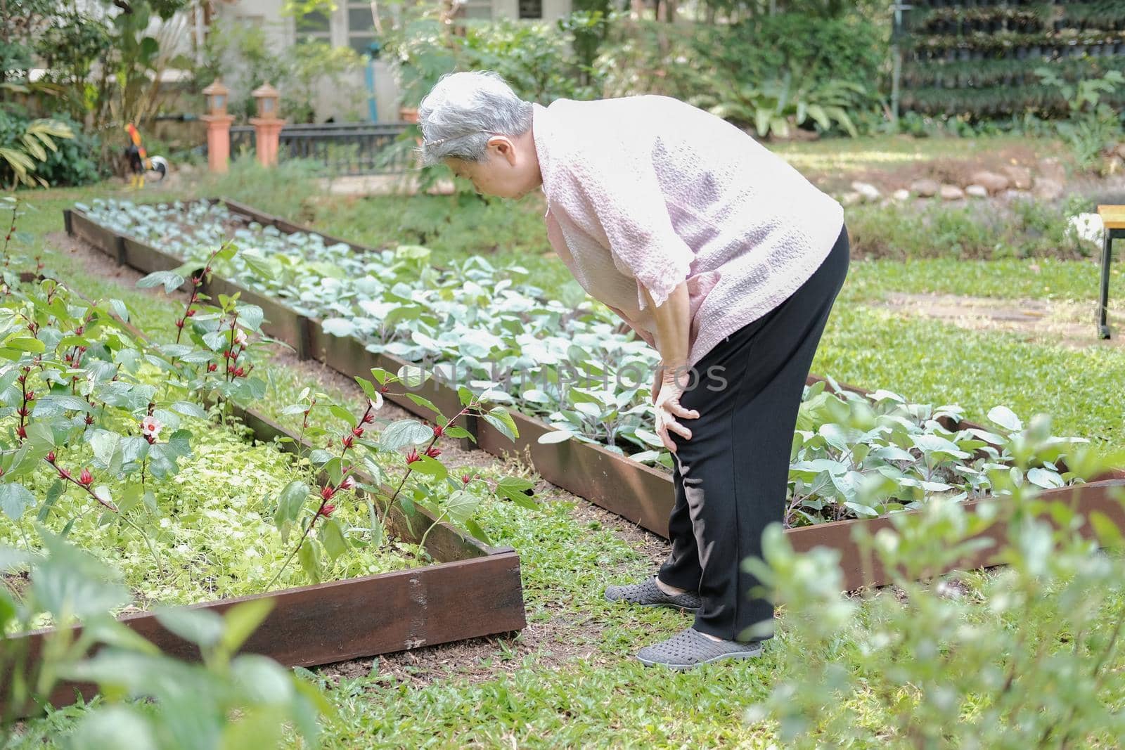 asian old elderly elder woman resting relaxing in garden. senior leisure lifestyle