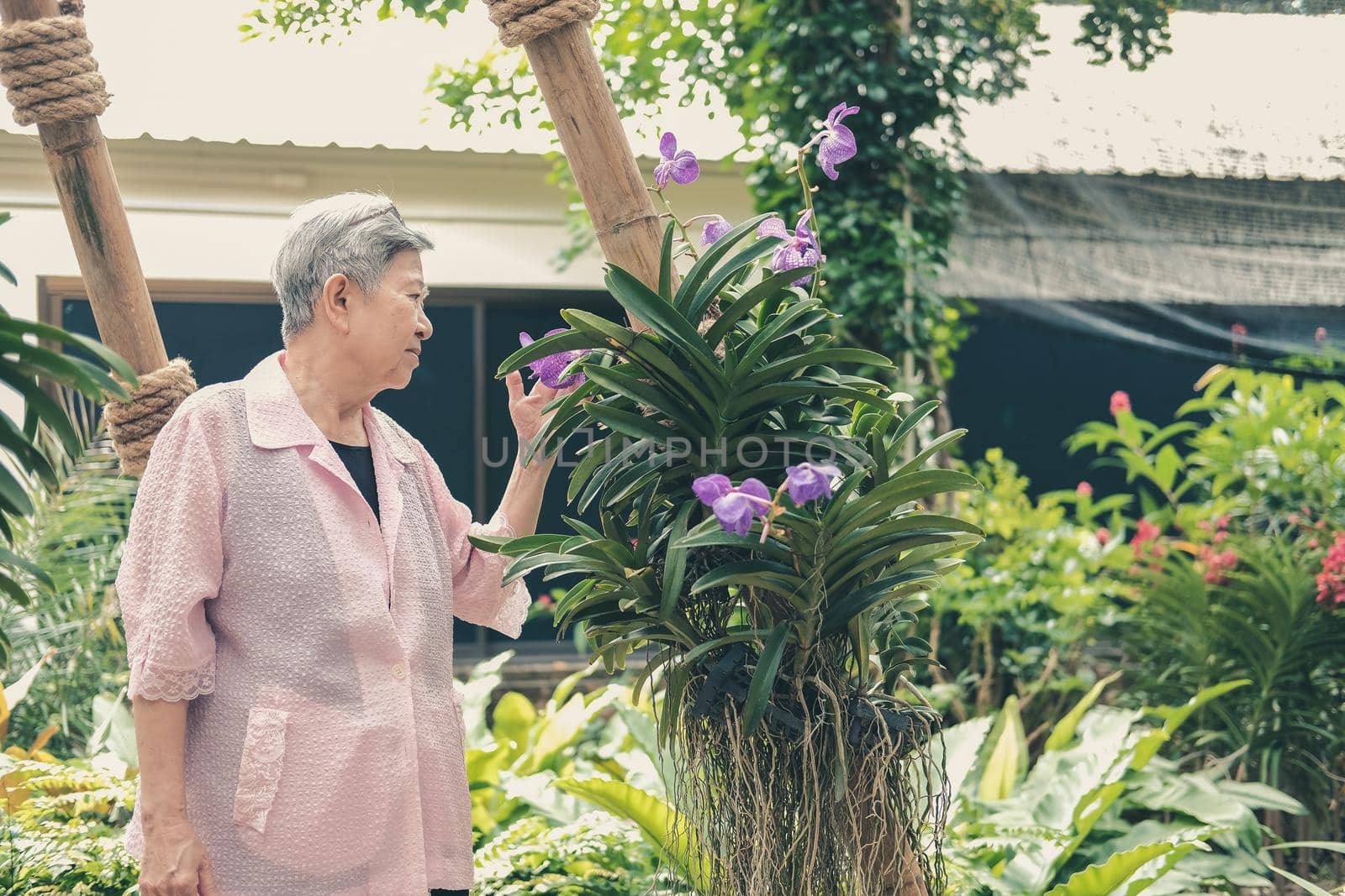 asian old elderly elder woman resting relaxing in garden. senior leisure lifestyle