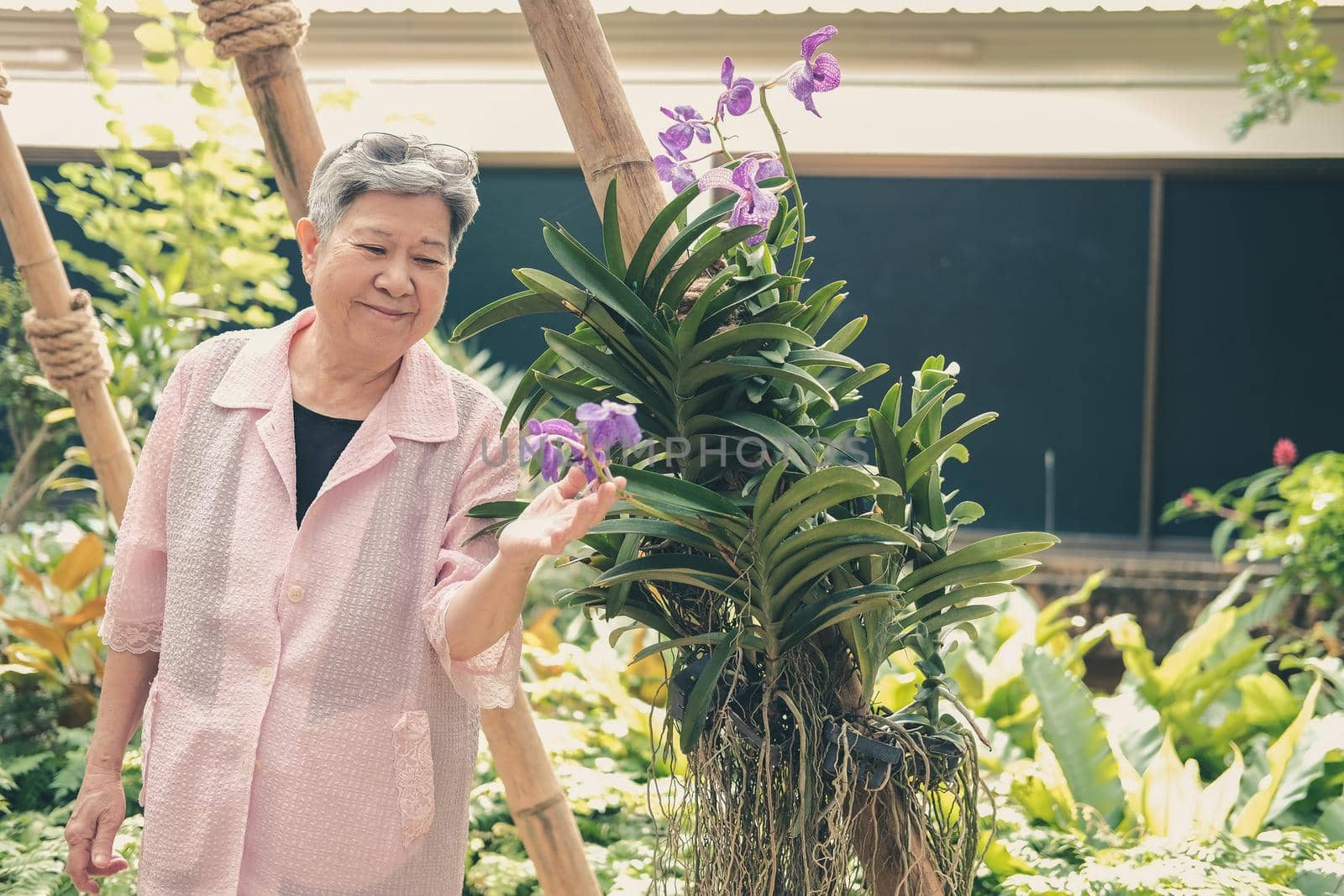 asian old elderly elder woman resting relaxing in garden. senior leisure lifestyle
