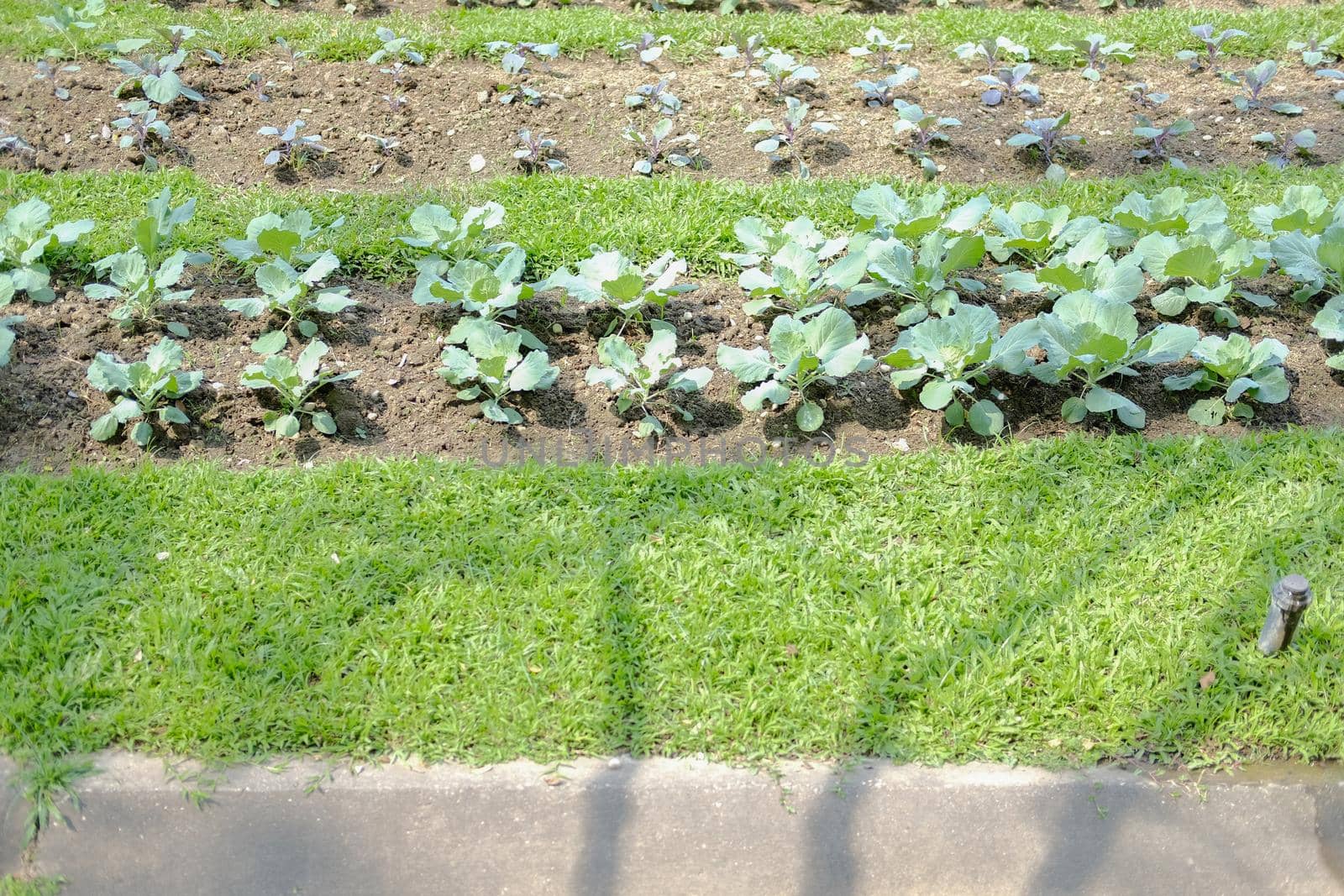 vegetable plant growing in garden