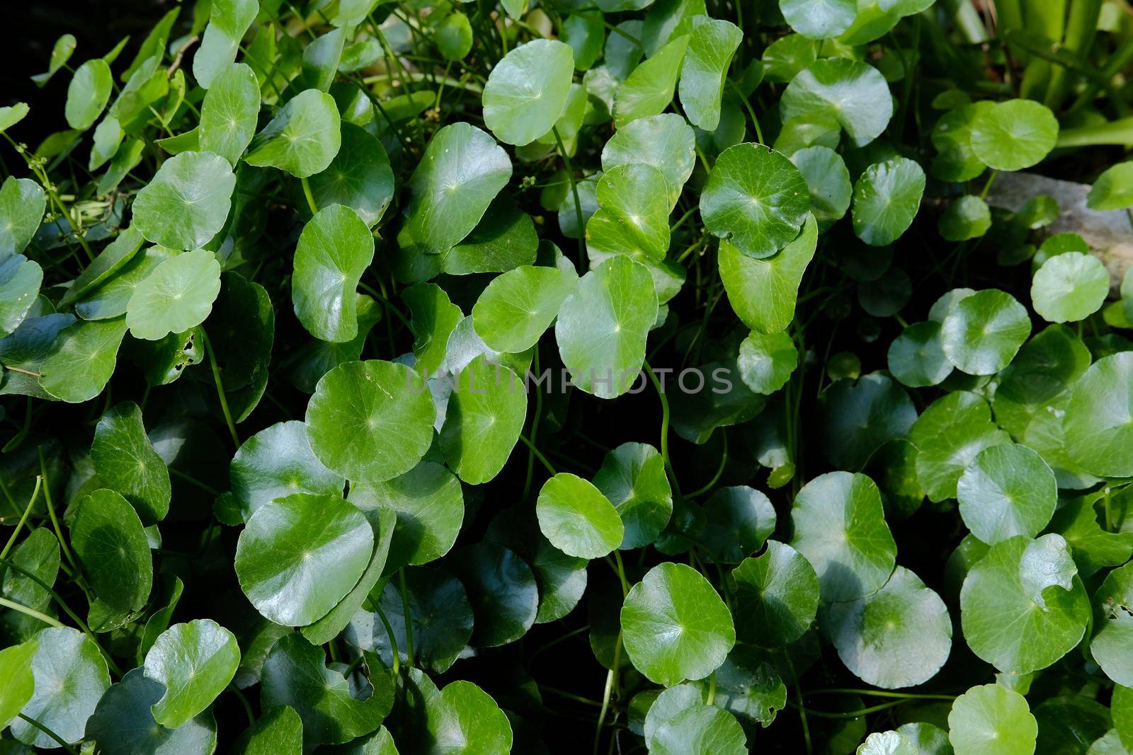Water Pennywort plant growing in water