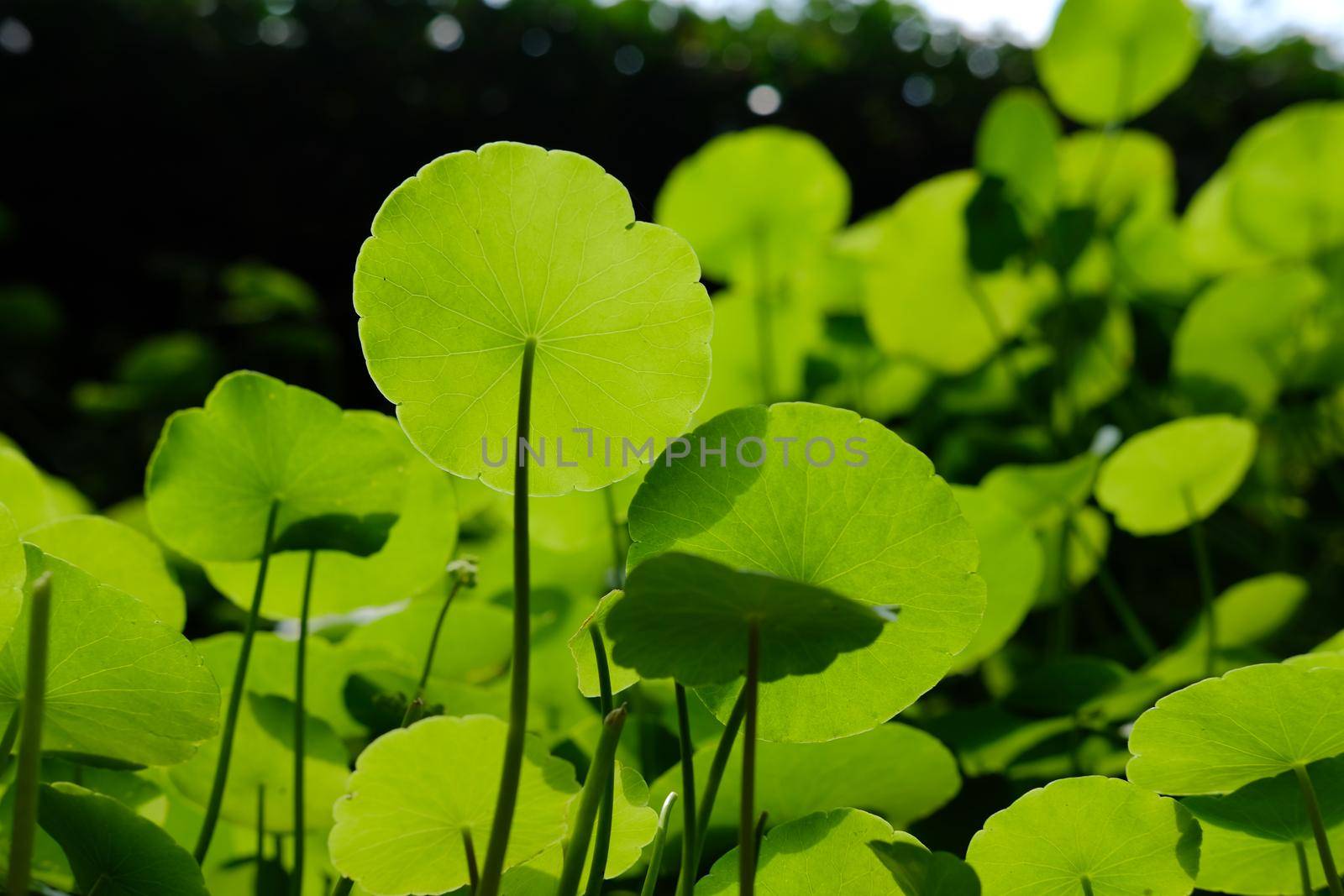Water Pennywort plant growing in water