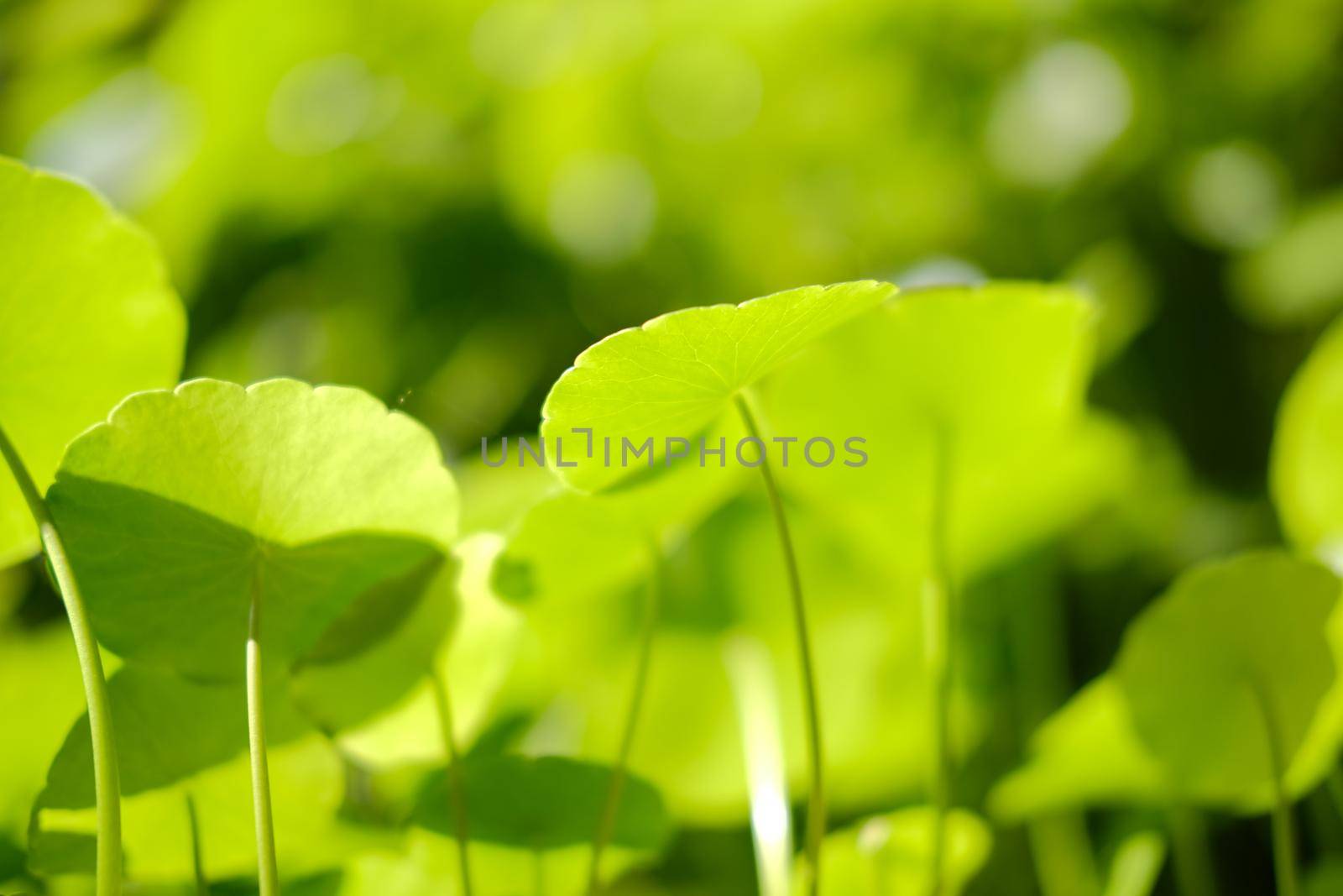 Water Pennywort plant growing in water