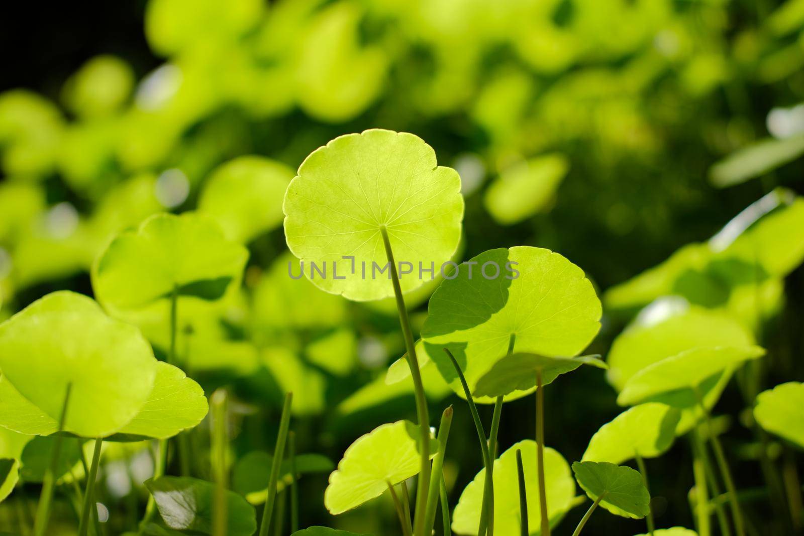 Water Pennywort plant growing in water