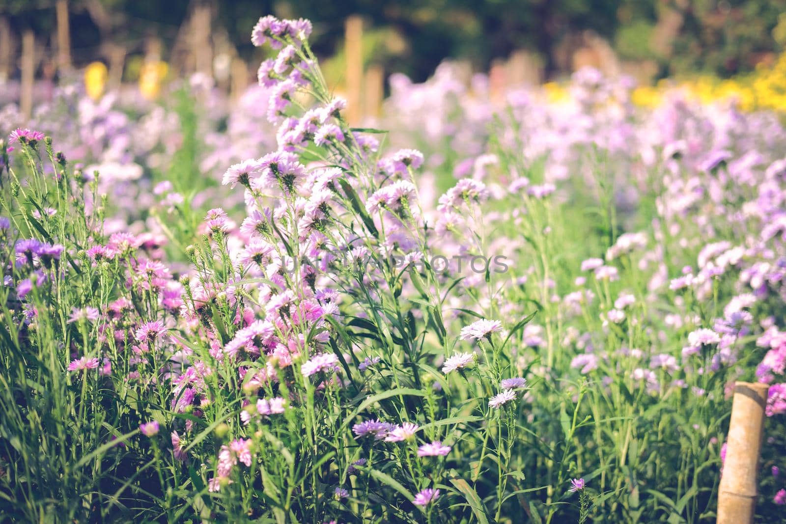 purple magaret flower in flora field