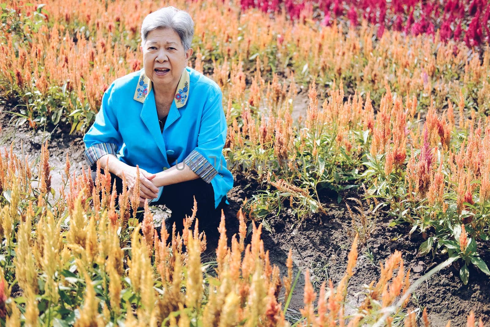 asian old elderly elder woman resting relaxing in flower garden. senior leisure lifestyle