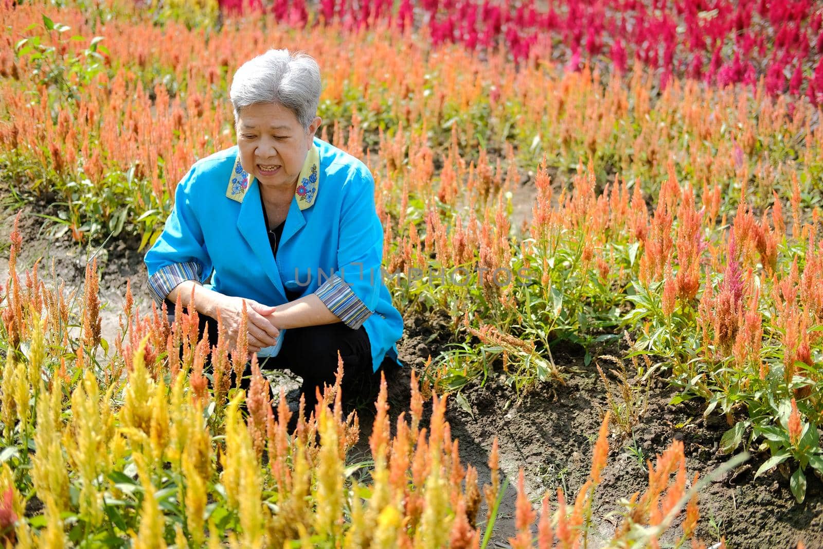 asian old elderly elder woman resting relaxing in flower garden. senior leisure lifestyle