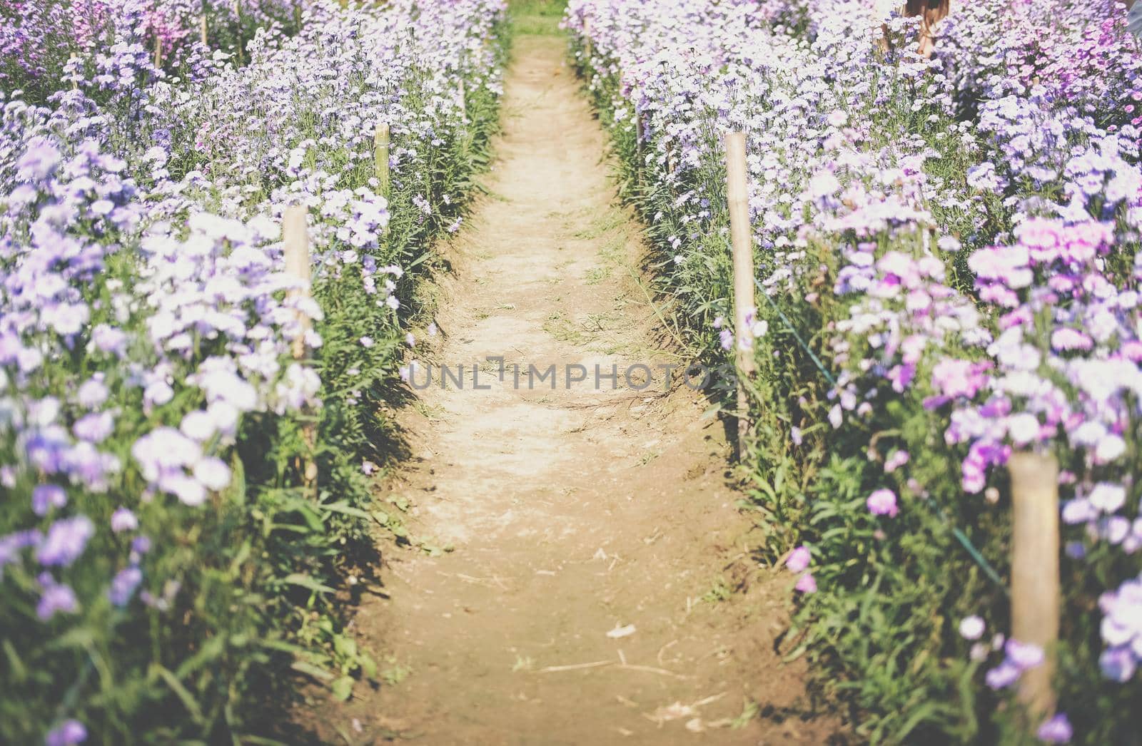 purple magaret flower in flora field