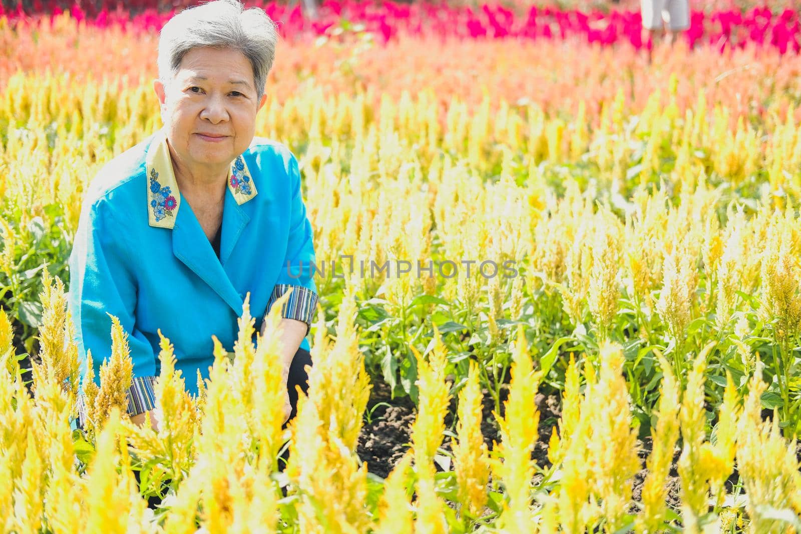 asian old elderly elder woman resting relaxing in flower garden. senior leisure lifestyle