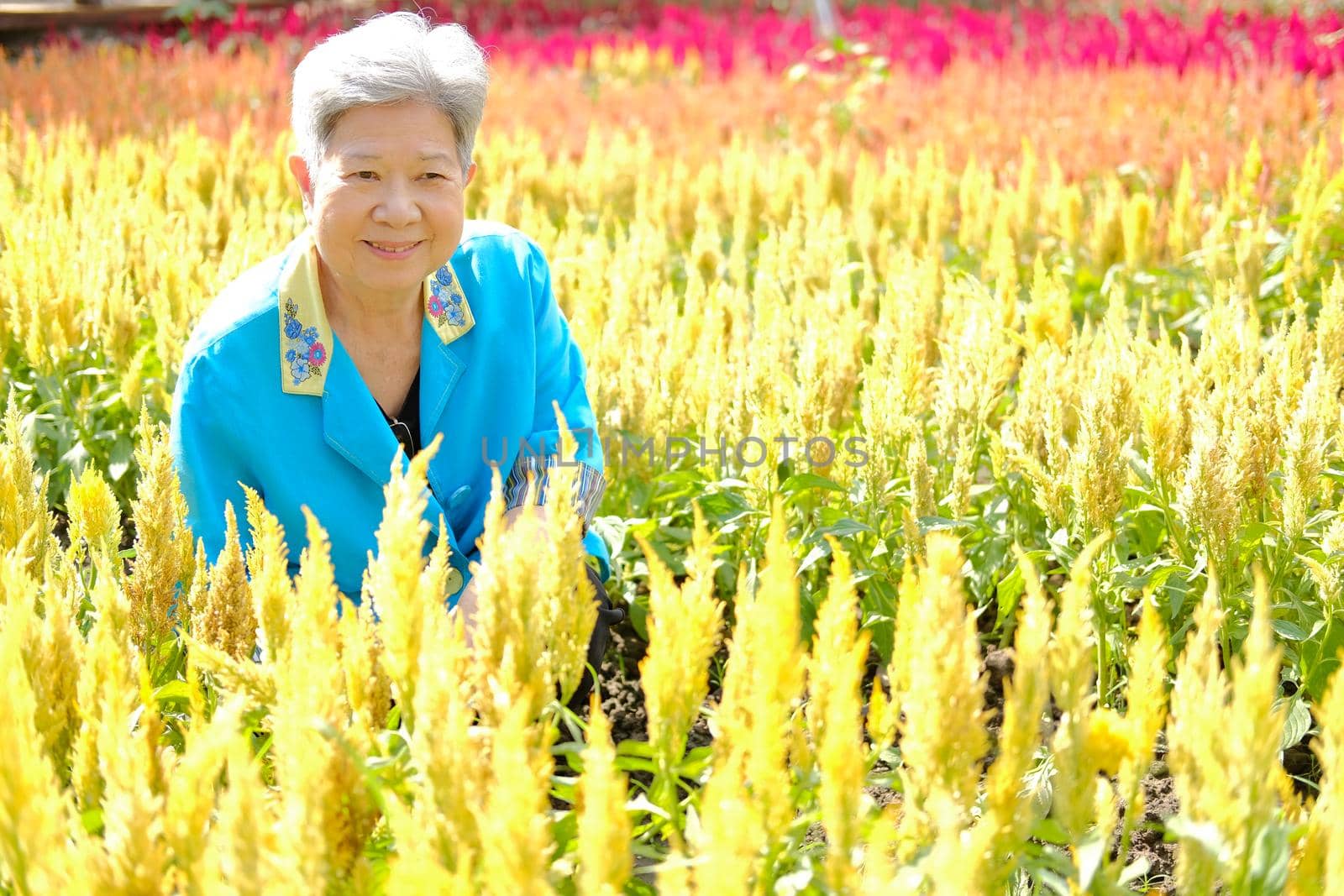 asian old elderly elder woman resting relaxing in flower garden. senior leisure lifestyle