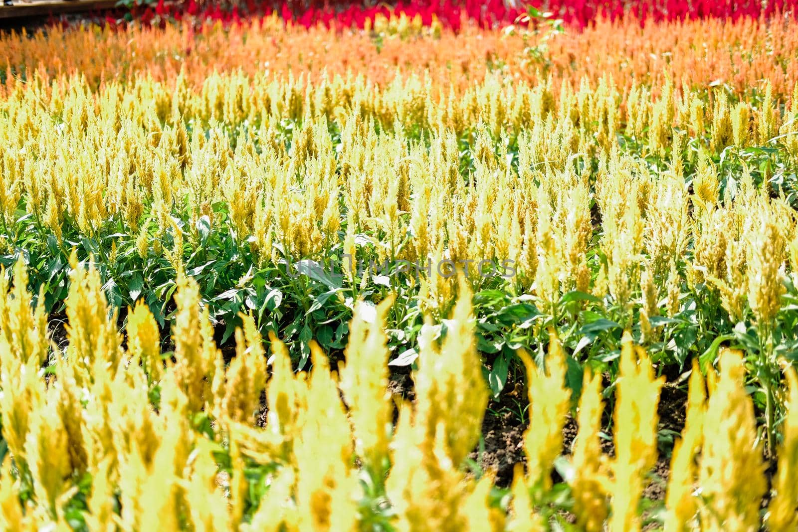 Celosia Plumed cockscomb flower in flora field