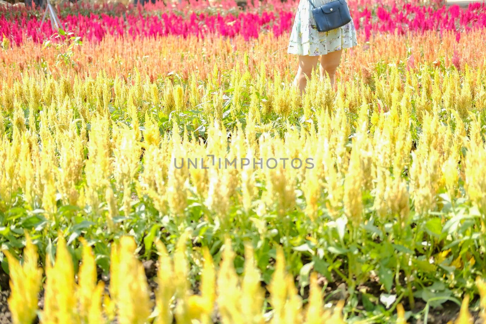Celosia Plumed cockscomb flower in flora field