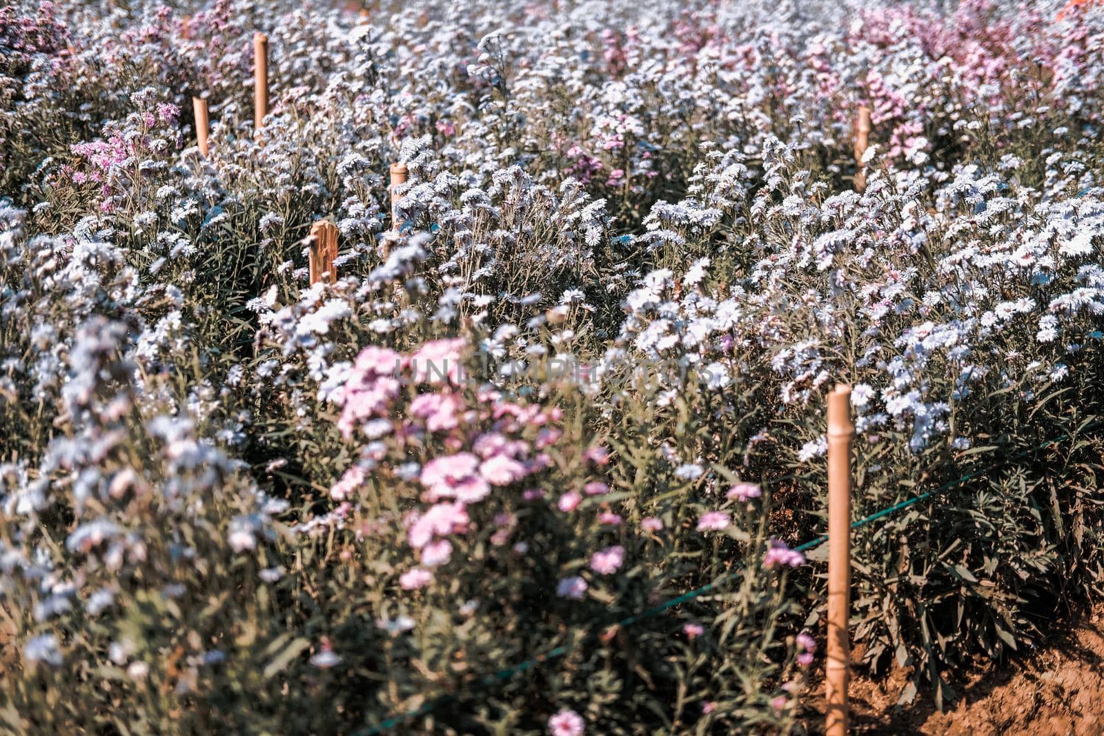 purple magaret flower in flora field