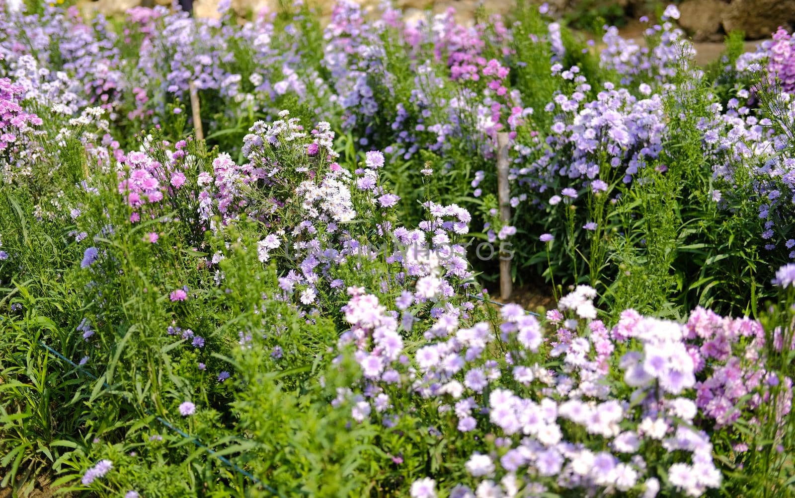 purple magaret flower in flora field