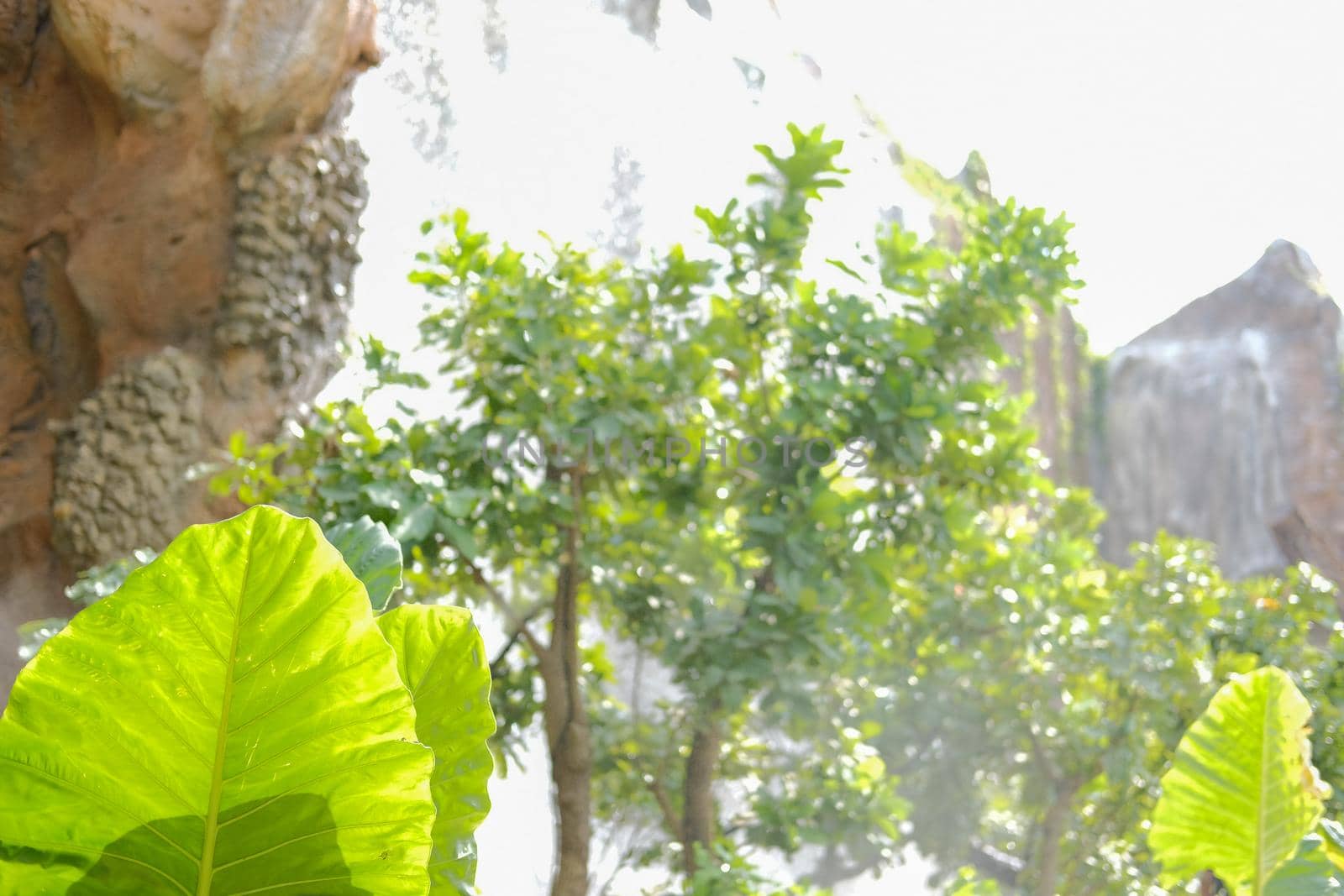 green leaves plant decorating in garden
