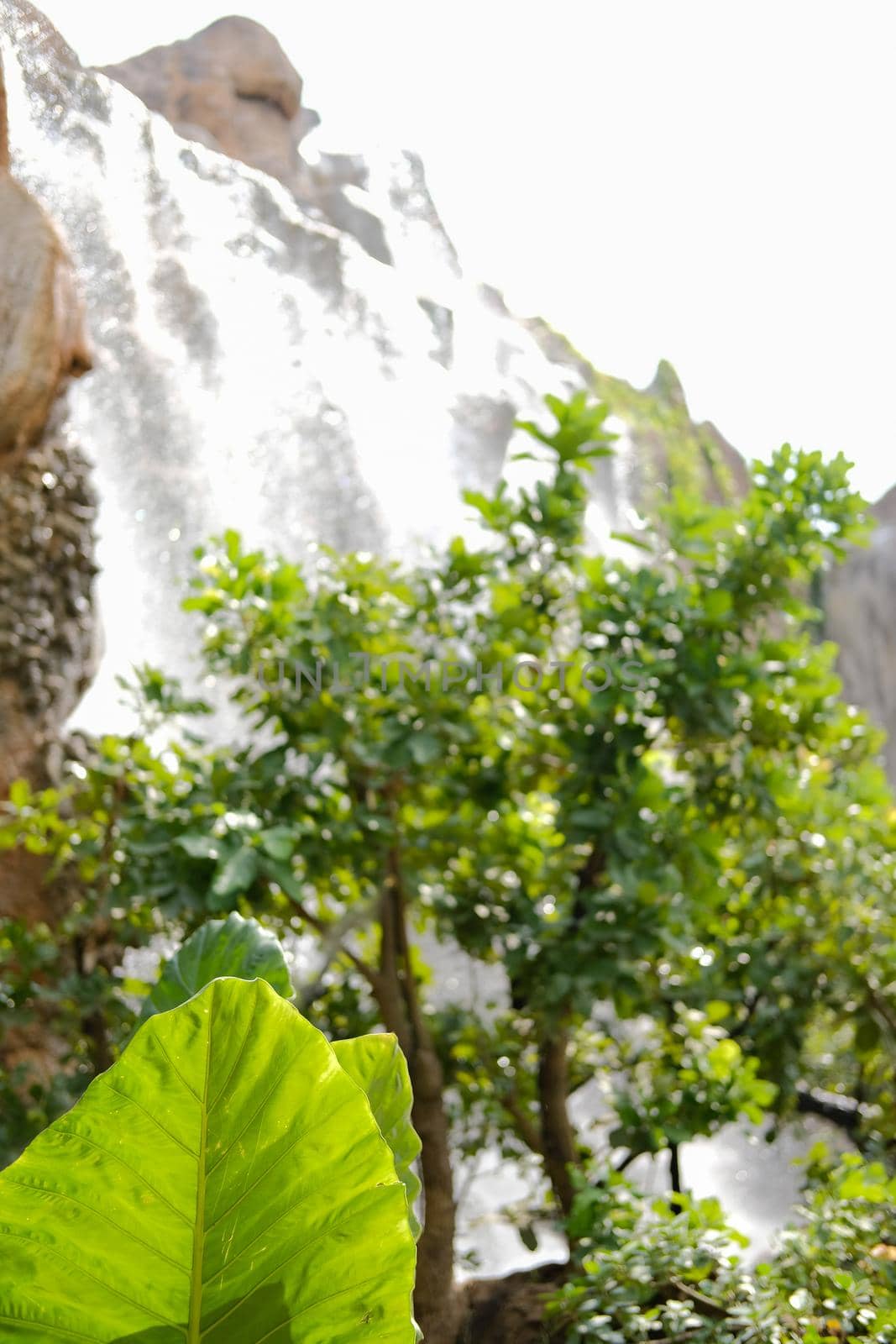 green leaves plant decorating in garden