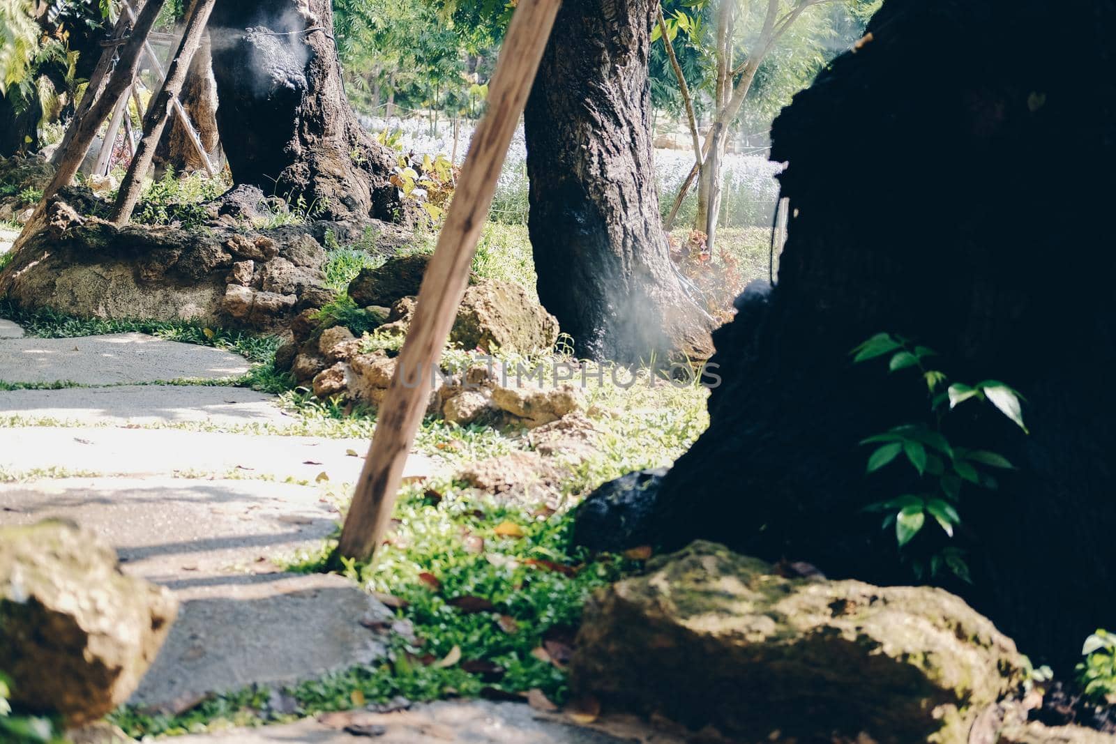big tree trunk in flower garden park