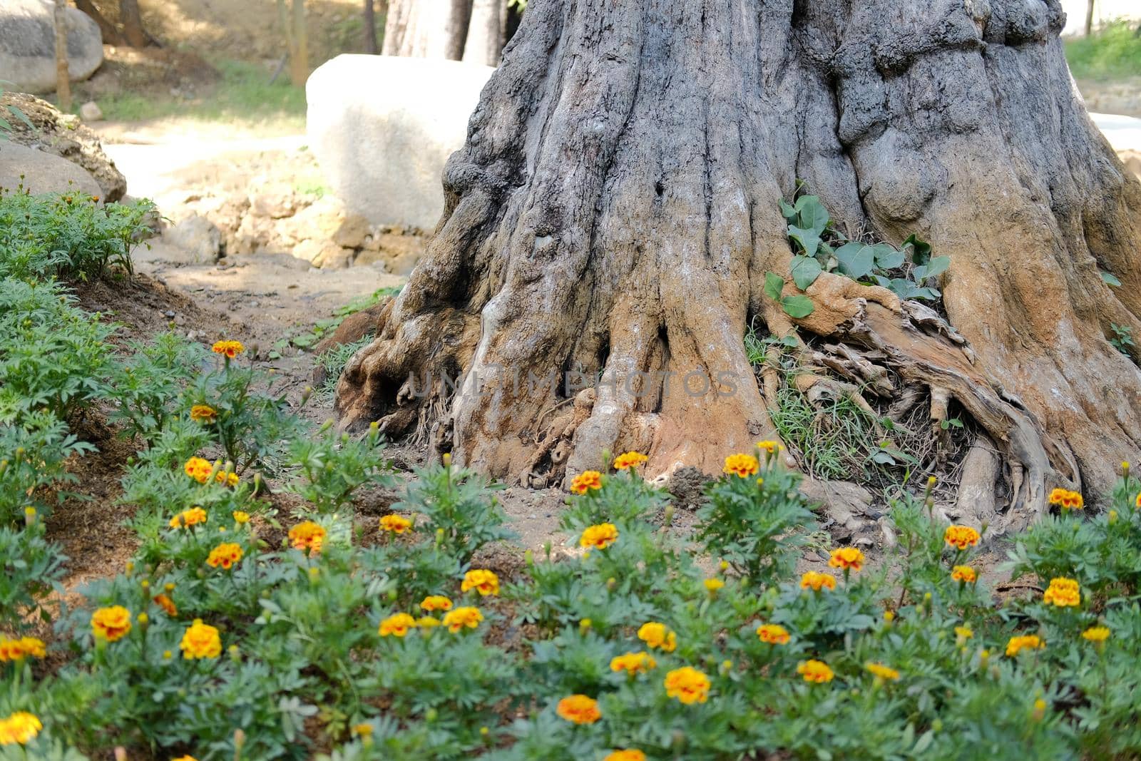 big tree trunk in flower garden park