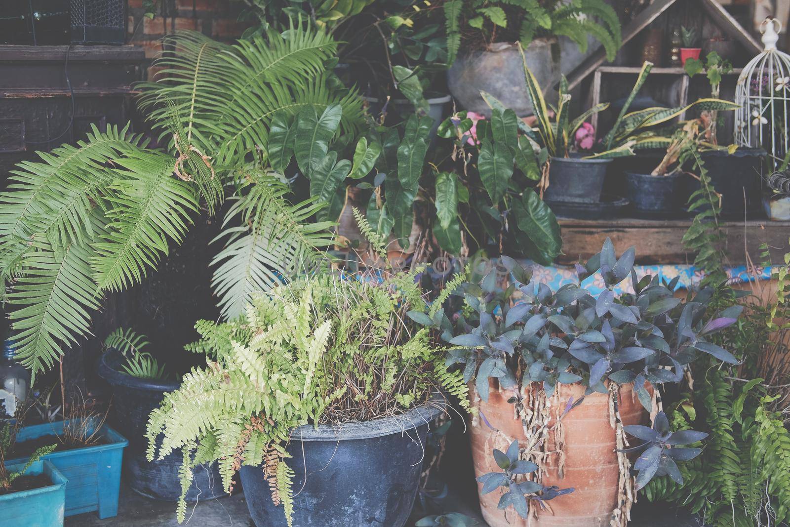 green leaves plant decorating at home