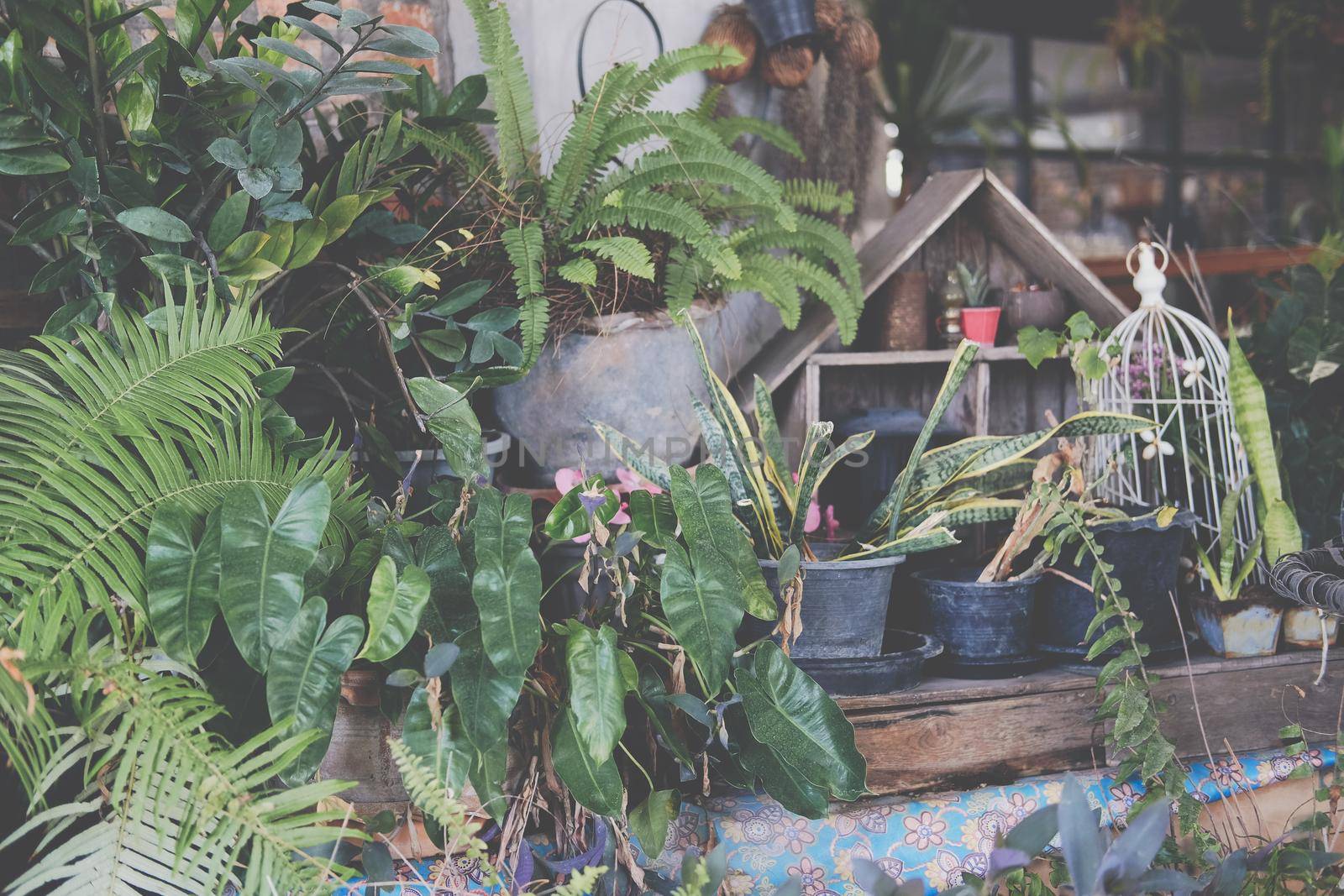 green leaves plant decorating at home