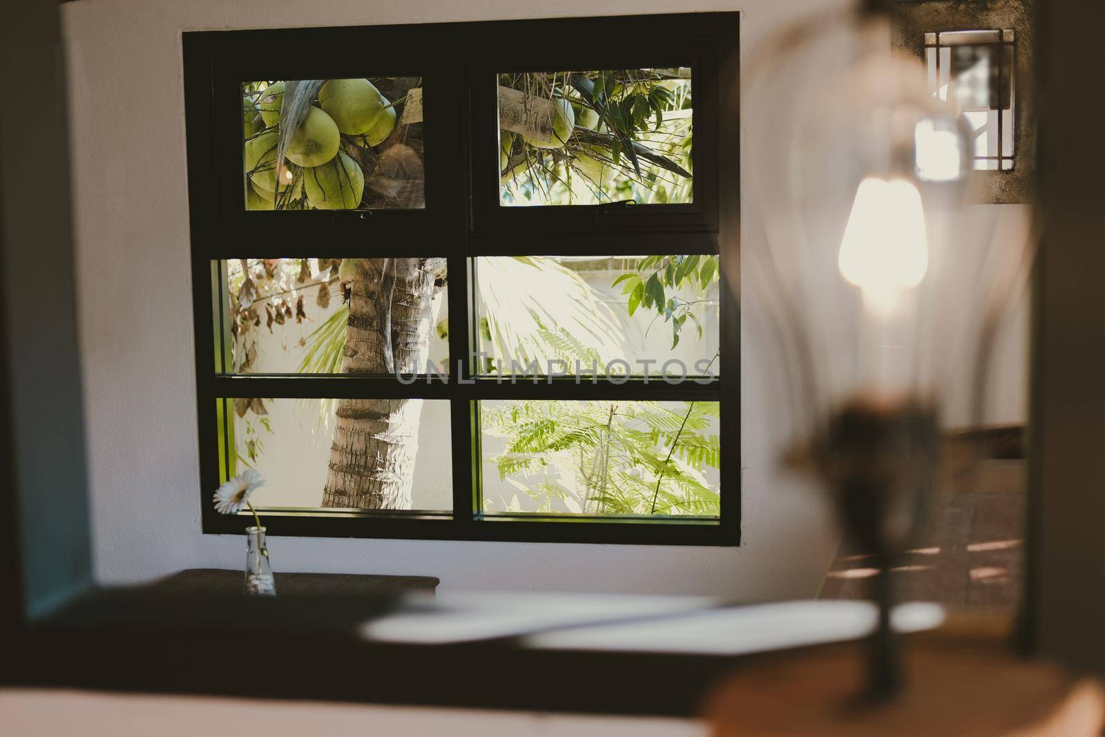 coconut tree in garden view from living room window