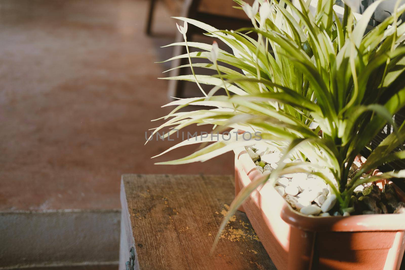 green plant leaves in pot decorating in living room