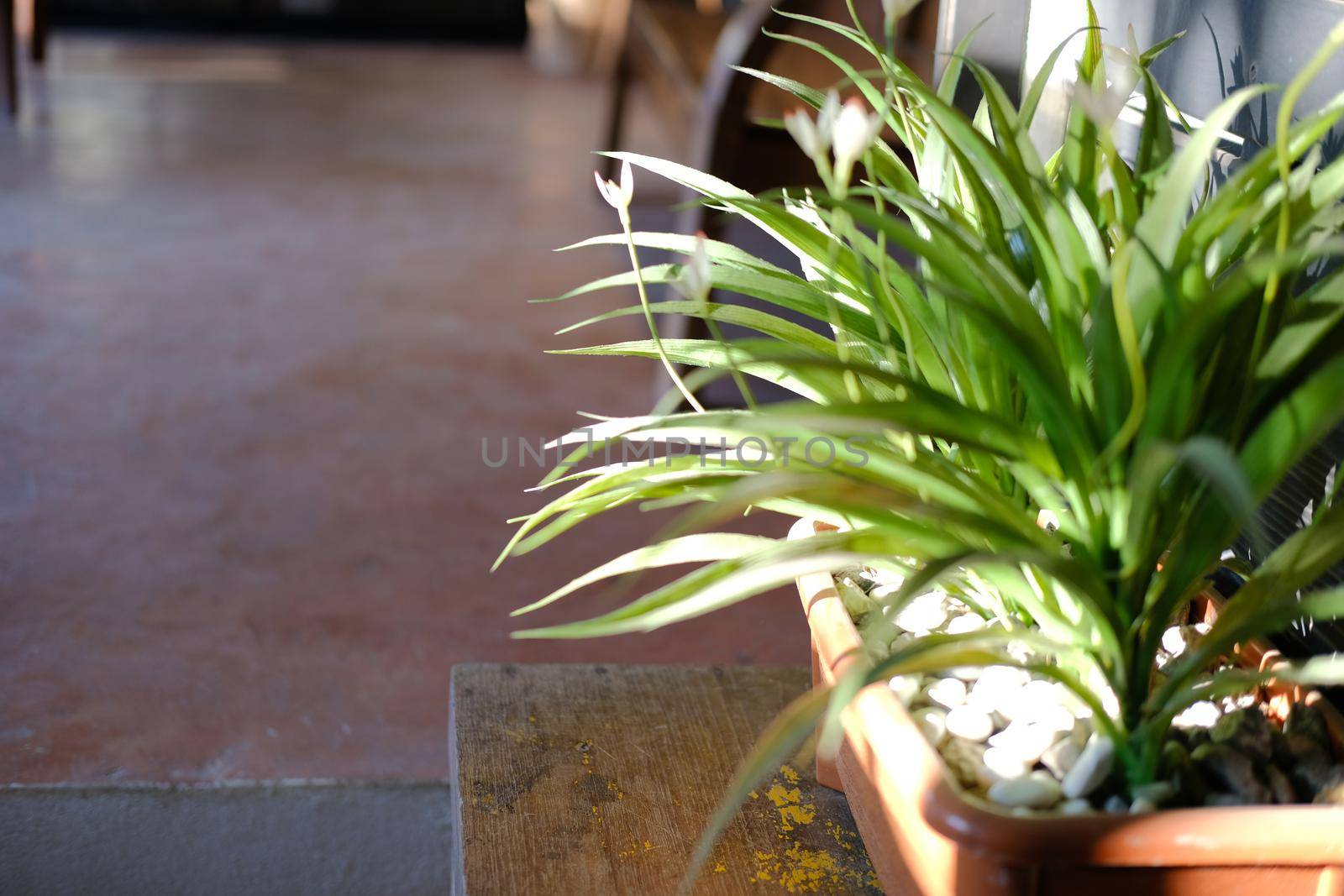 green plant leaves in pot decorating in living room