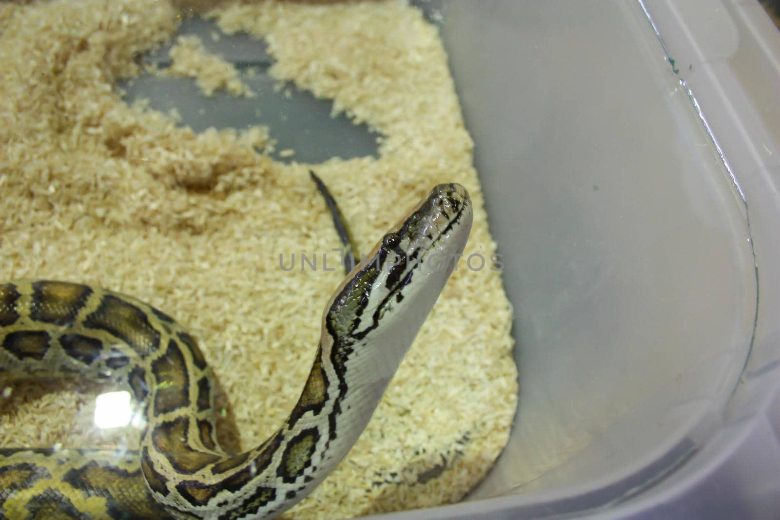 reptile python molurus of medium age breeding in reptile house
