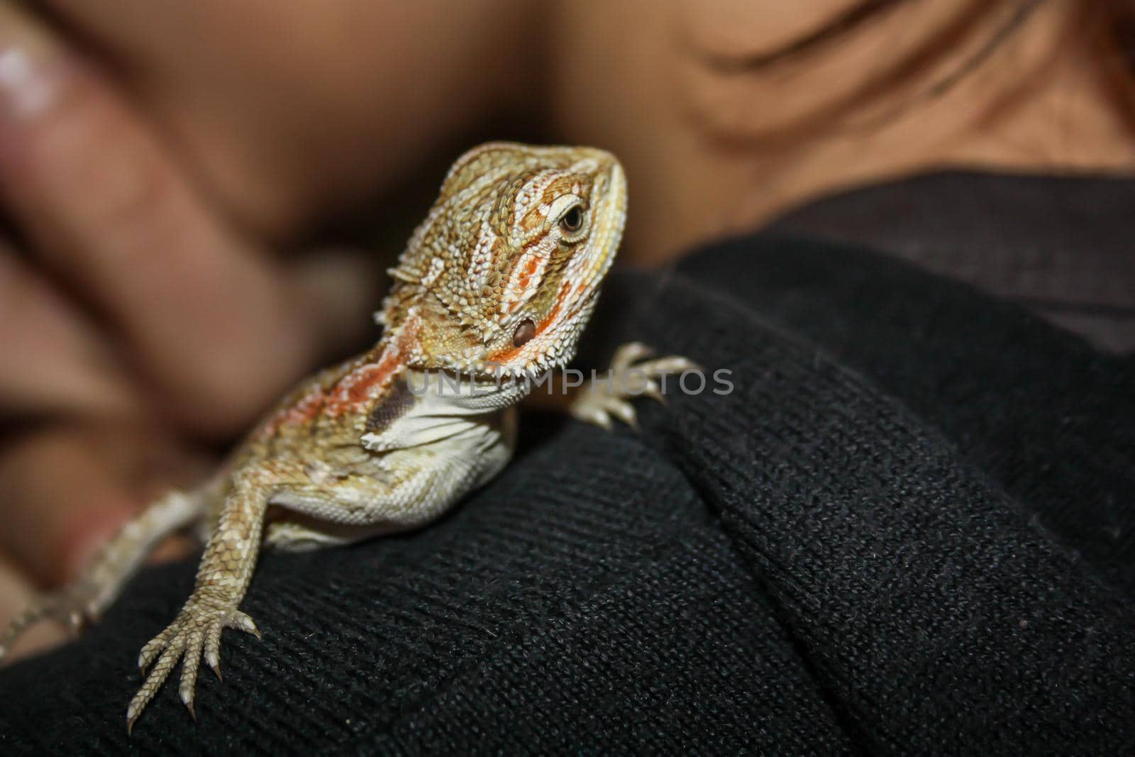 pogona or very docile bearded dragon