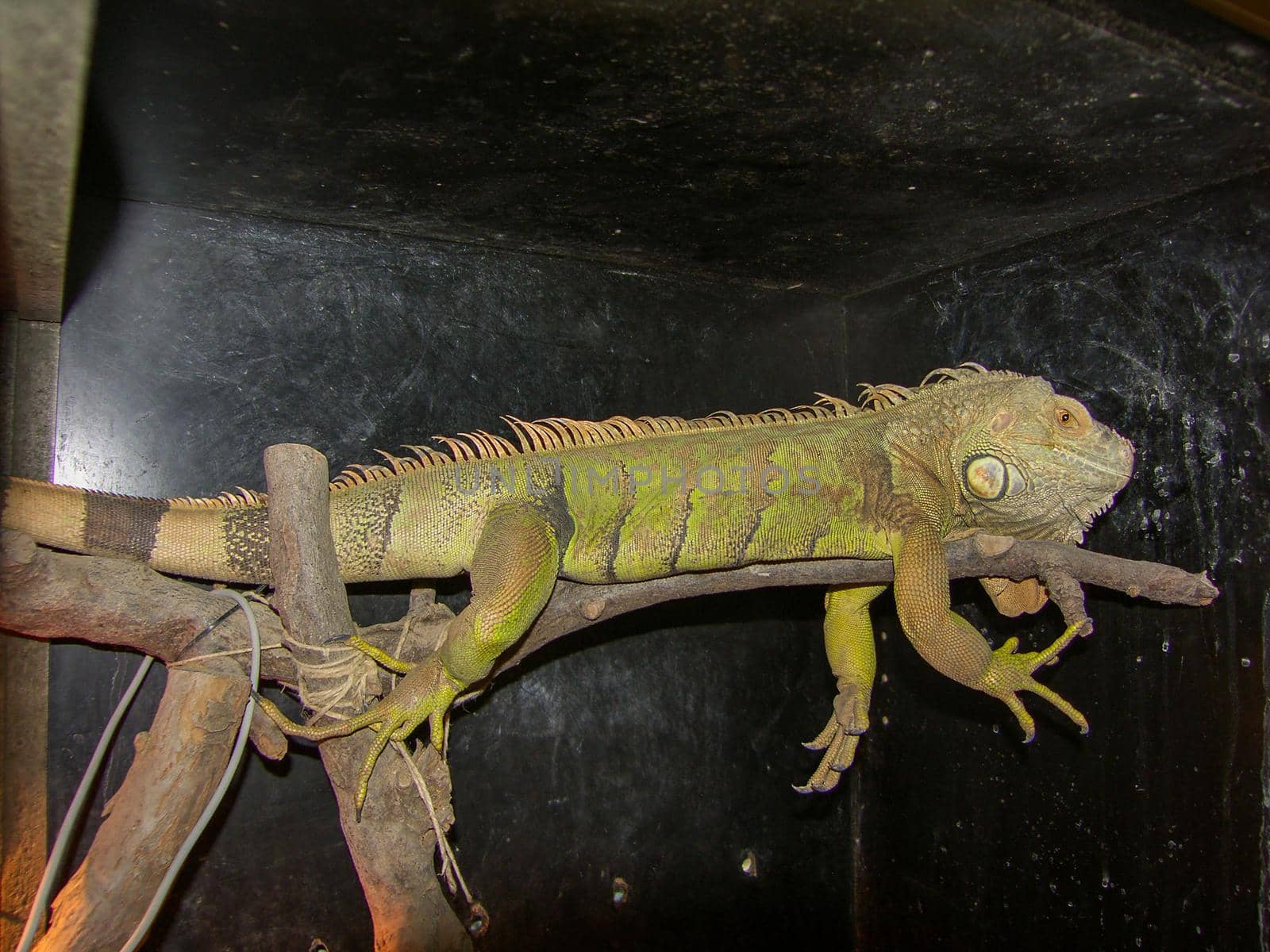 Breeding iguana in its case fixed on a branch