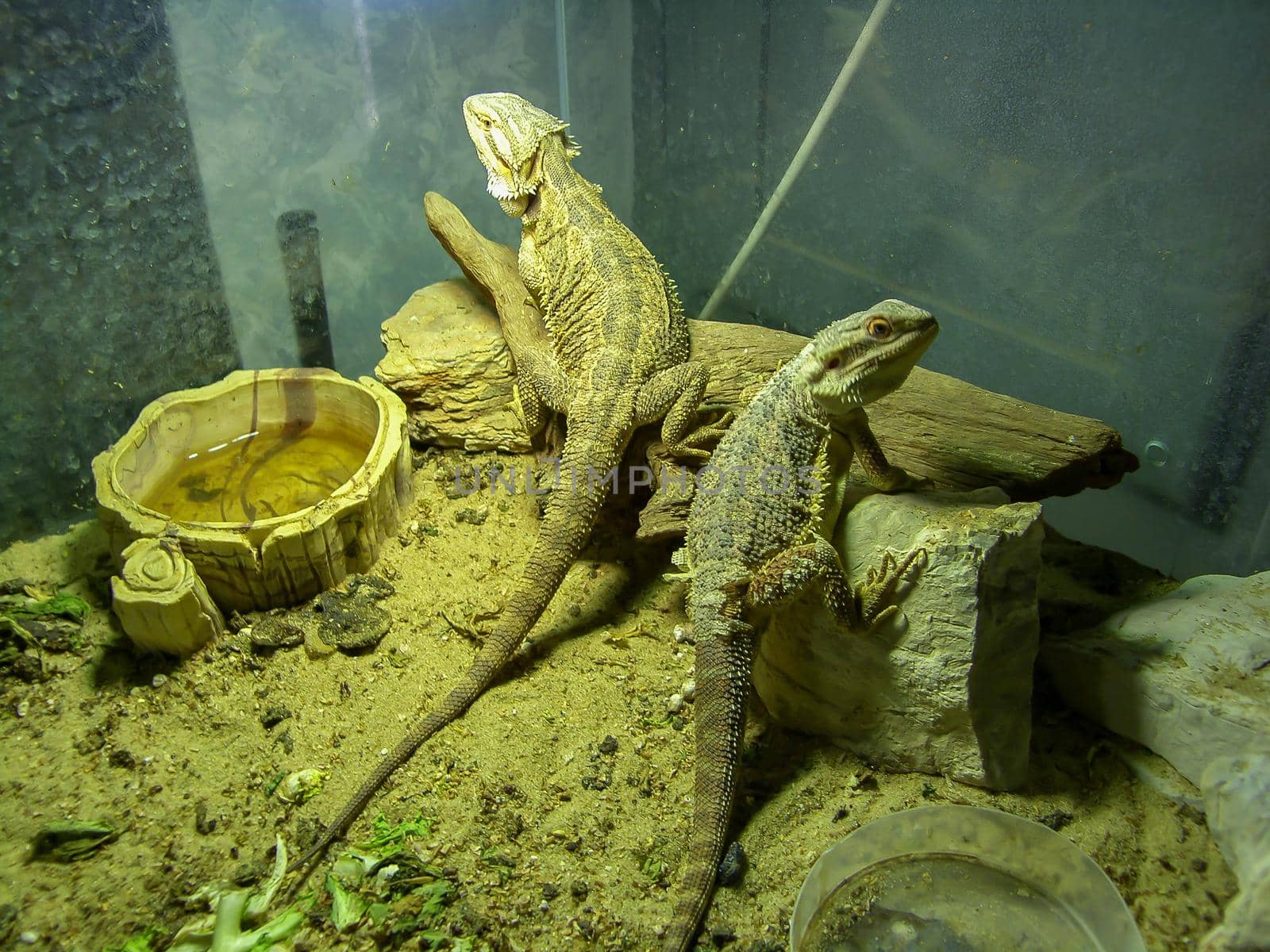 pogona or very docile bearded dragon