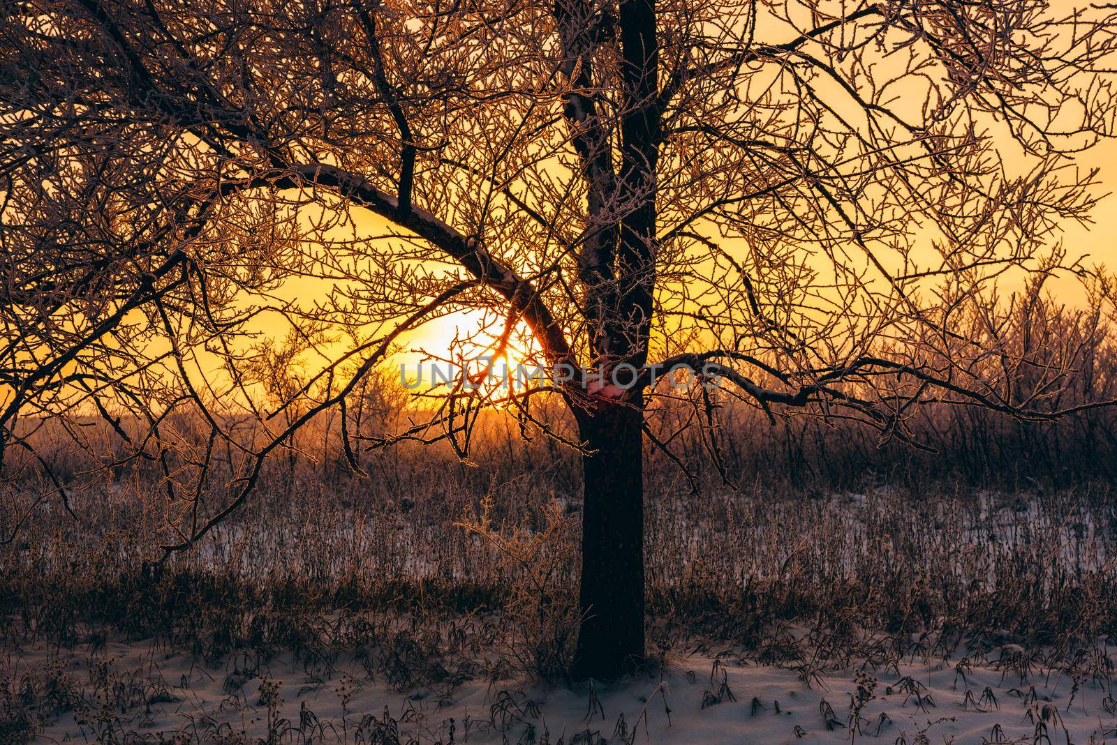 Winter sunset in forest. Tree back-lit with sunlight